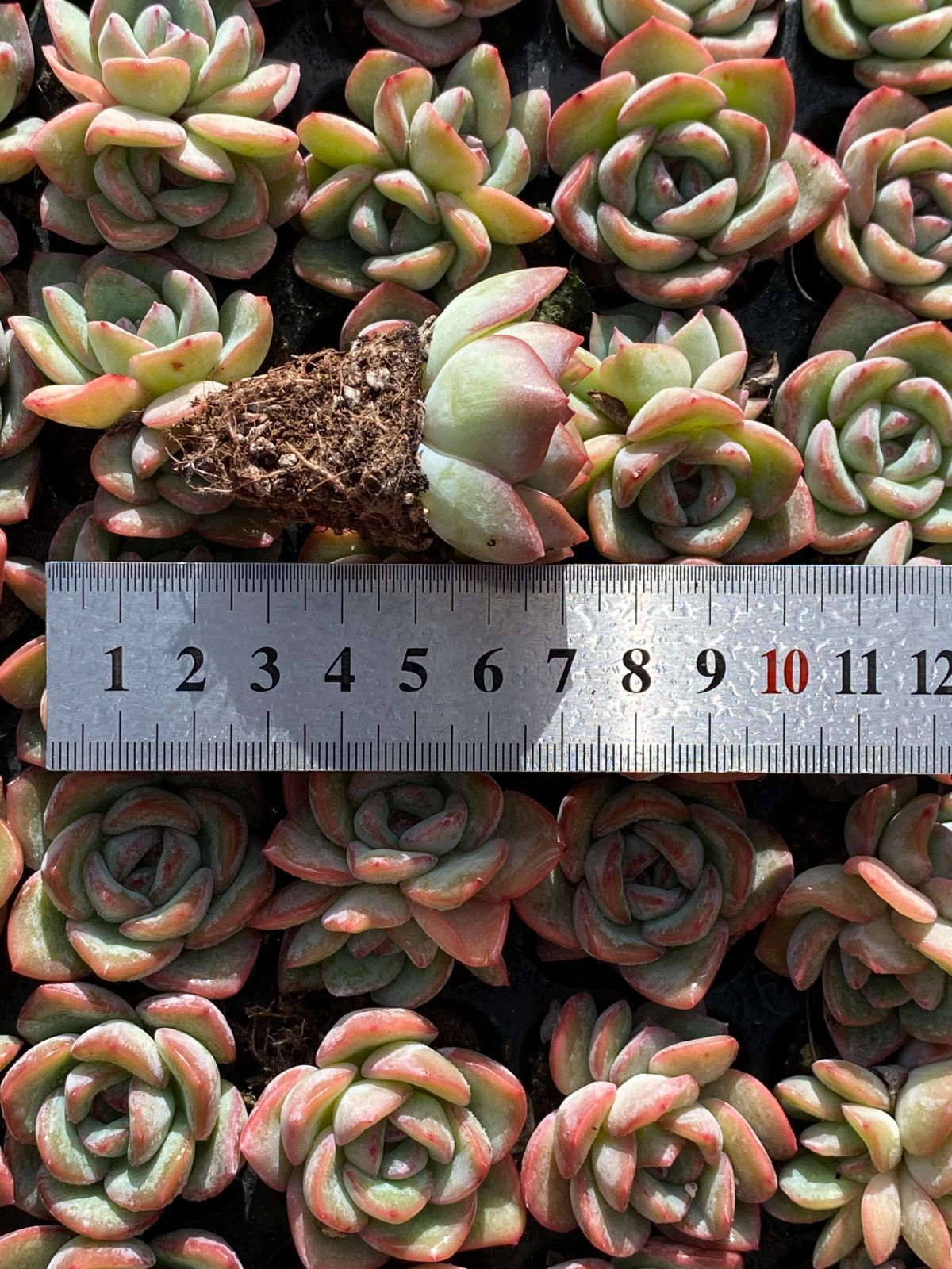 よ*ぃ様 R108 15種類の土根付き105苗セット 多肉 エケベリア 韓国