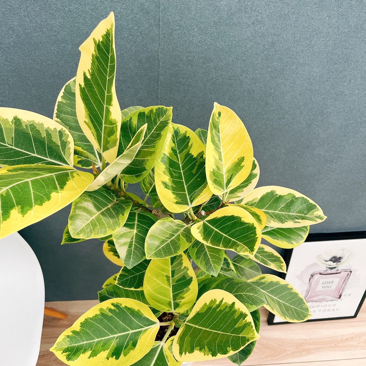 現品］98番 フィカス アルテシマ 曲がり 8号 観葉植物 室内 大型 ゴム