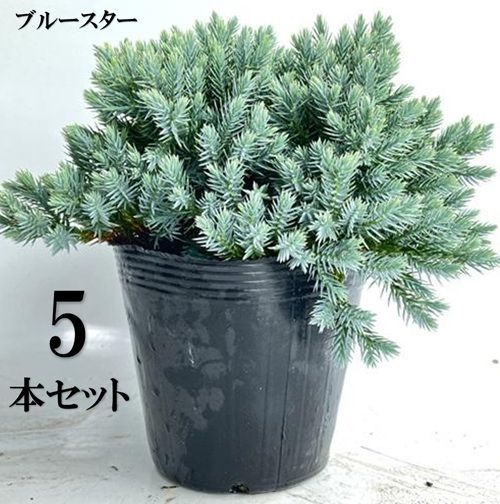 5本セット ブルースター葉張り20cm前後15cmポット