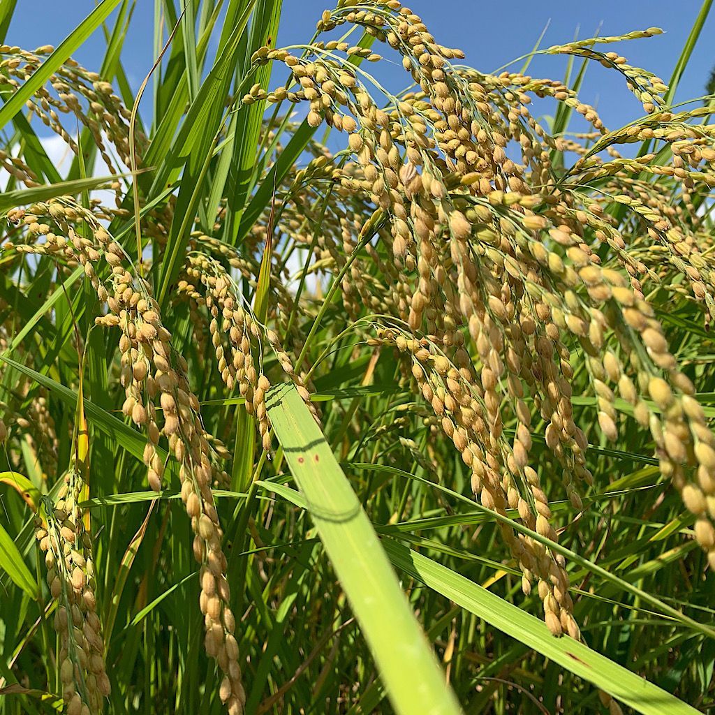 令和6年産新米【コシヒカリ玄米2kg】安曇野産自家製