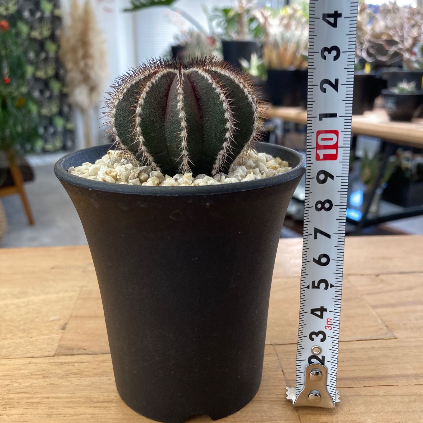 ユーベルマニア ペクチニフェラ 国内実生 サボテン 園芸ネット本店