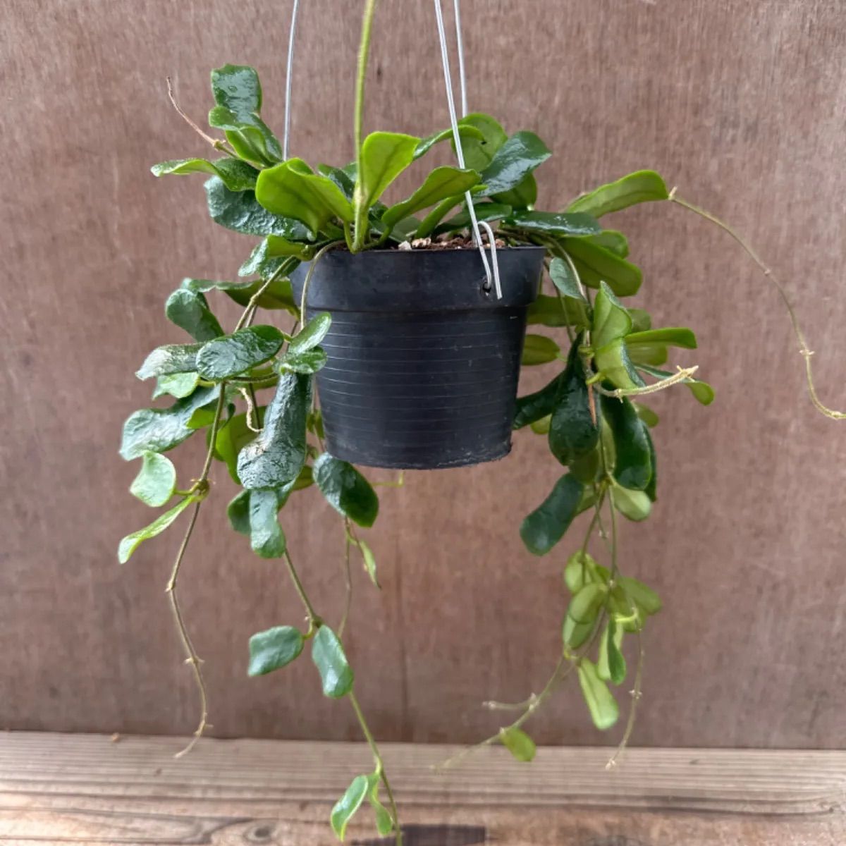 サンプル】ホヤ ロツンディフォリア サクララン 桜蘭 ロツンディフローラ Hoya rotundiflora ロツンディフローラ 観葉植物 観葉 植物  珍奇植物 珍奇 珍しい レア 希少 つる性植物 つる性 ハンギング 吊るす 吊り下げ プレゼント - メルカリ