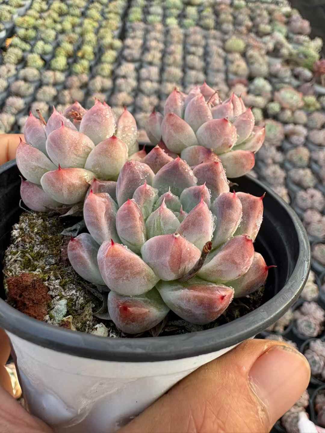 シ*ー様 D401　ピンクウィッチ　抜き苗　24株　多肉植物 エケベリア 韓国苗 シ*ー様 D401 ピンクウィッチ 抜き苗 24株 多肉植物 エケベリア