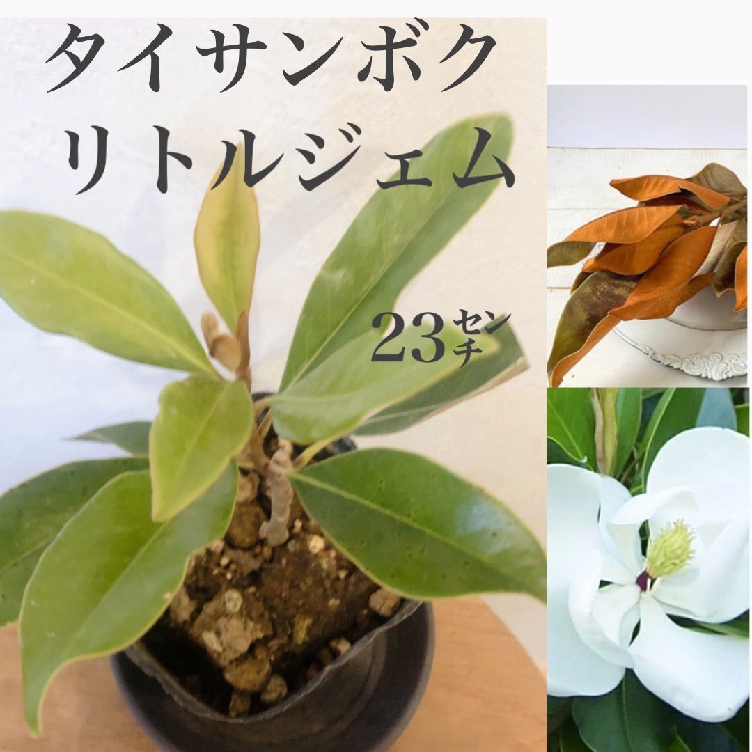 タイサンボク リトルジェム 【13】苗木・苗 泰山木 ☆育て方用紙付き