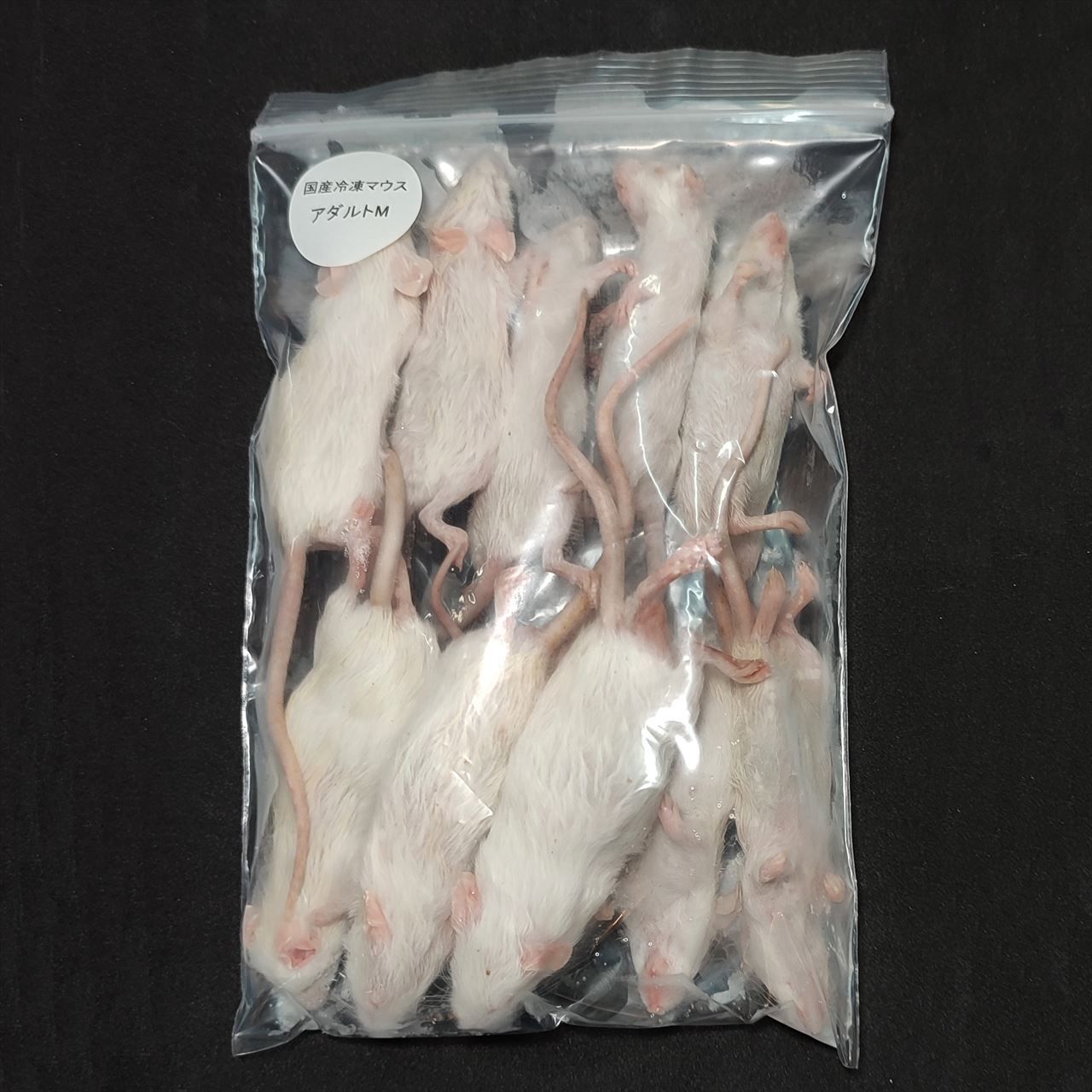 送料無料 冷凍マウスアダルトM50匹 冷凍M50