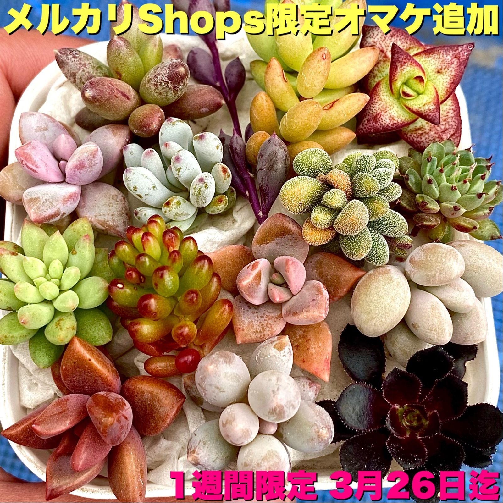 26多肉植物 カット苗 15品種 - エケベリア・セダム