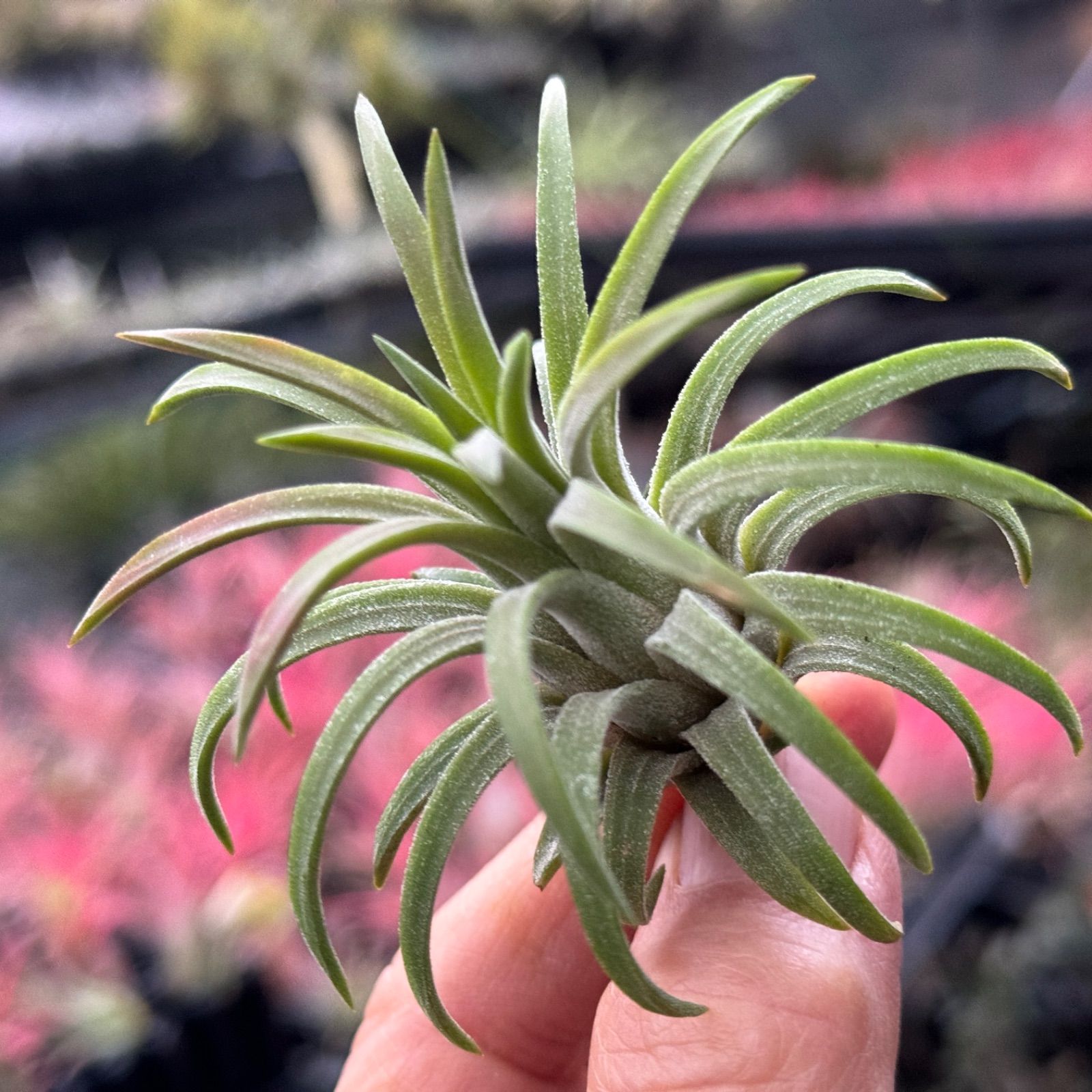 子株＊チランジア イオナンタ ロン Tillandsia ionantha Ron