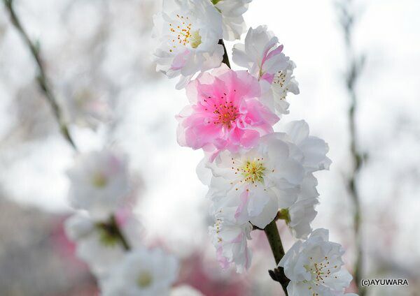 アートフォト 絵画 壁掛け 桜咲く 白山市 絵画 壁掛け 壁飾り インテリア 油絵 花 アートパネル ポスター 絵 額入り リビング 玄関 アートフォト 絵画 壁掛け 桜咲く 白山市 絵画 壁掛け 壁飾り