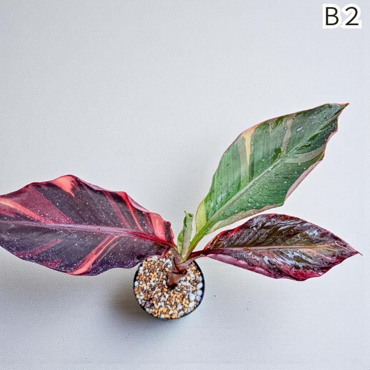 一点物・ピンク斑入りバナナ B２・無機質用土✨ 一点物・ピンク斑入りバナナ B2・無機質用土✨