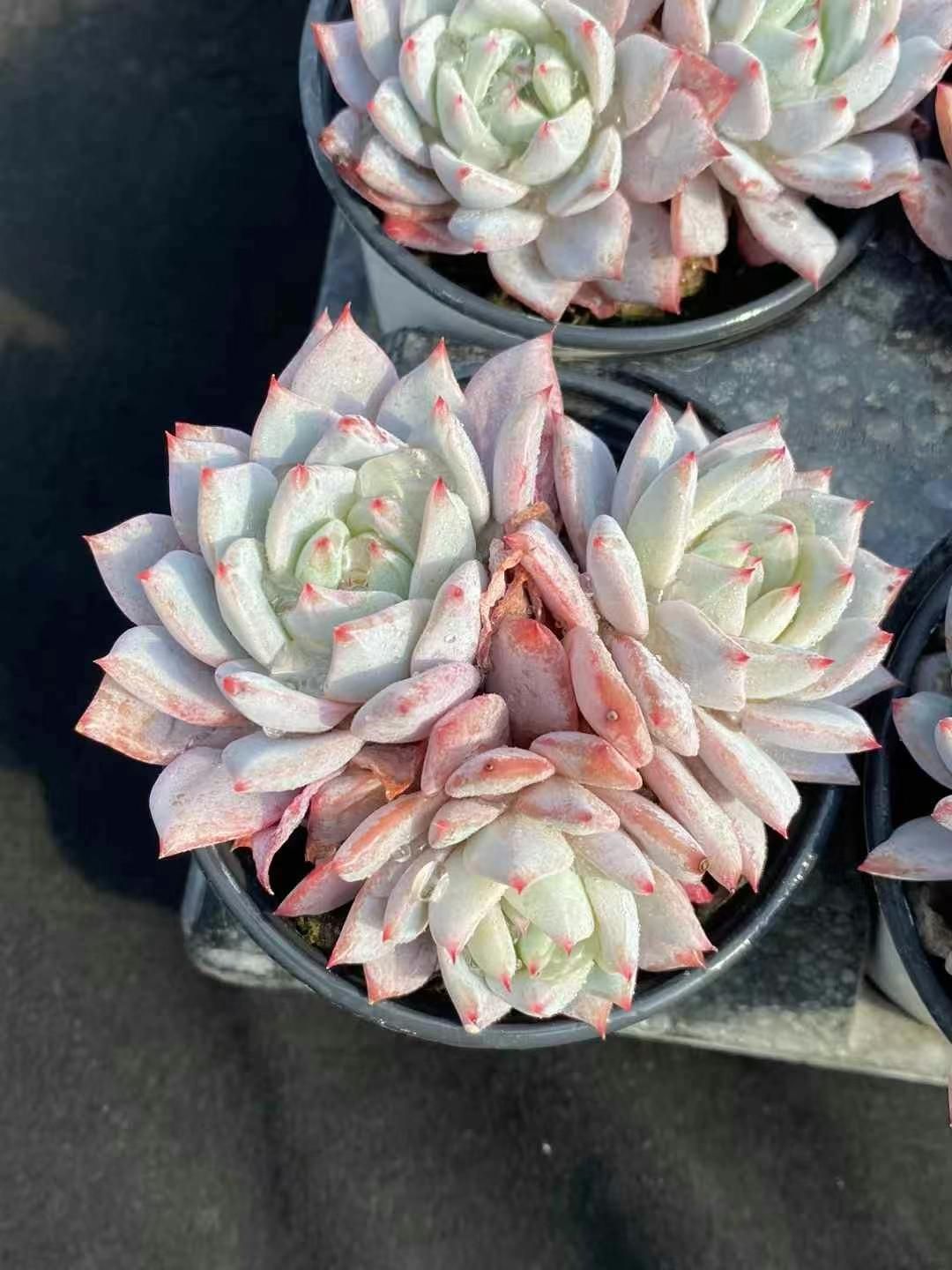 抜き苗 ブルーバード群 MY227×15株 ふっくら 多肉植物 エケベリア