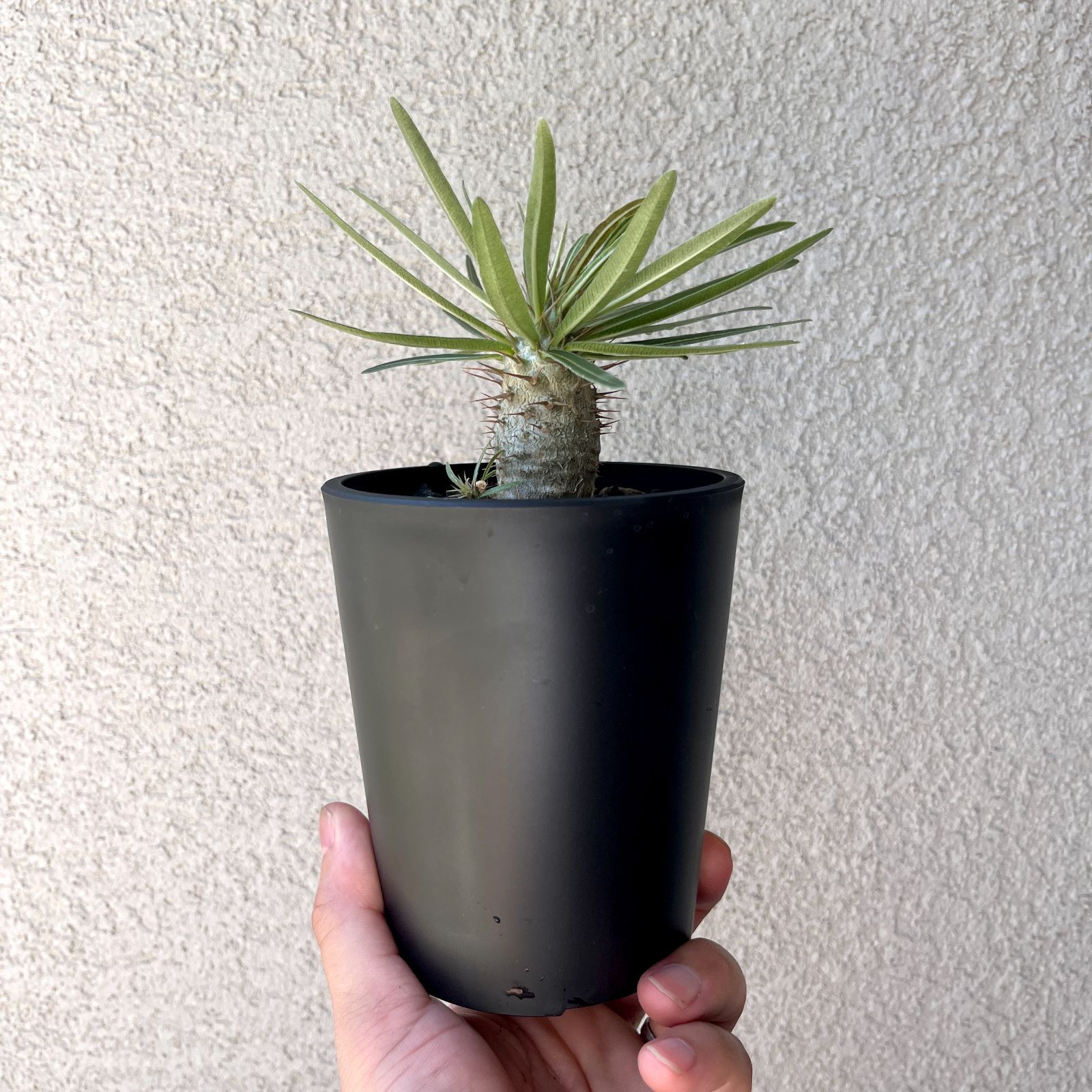 パキポディウム グラキリス 実生#3 パキポディウム・グラキリス 実生株3年｜Pachypodium rosulatum