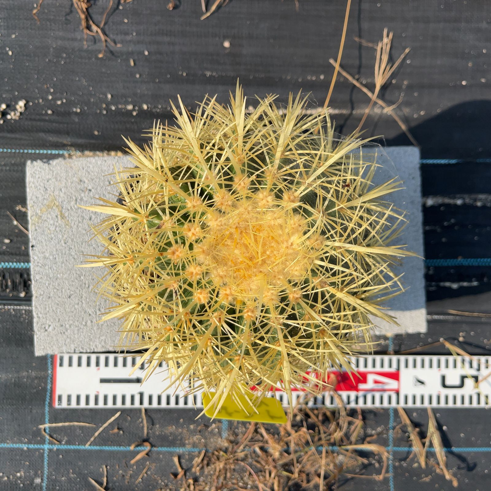 サボテン 大物キンシャチ　超選抜苗　【金鯱】/サボテンの王様/ドライガーデン サボテン大物キンシャチ【金鯱】/サボテンの王様/ドライガーデン/約30年物