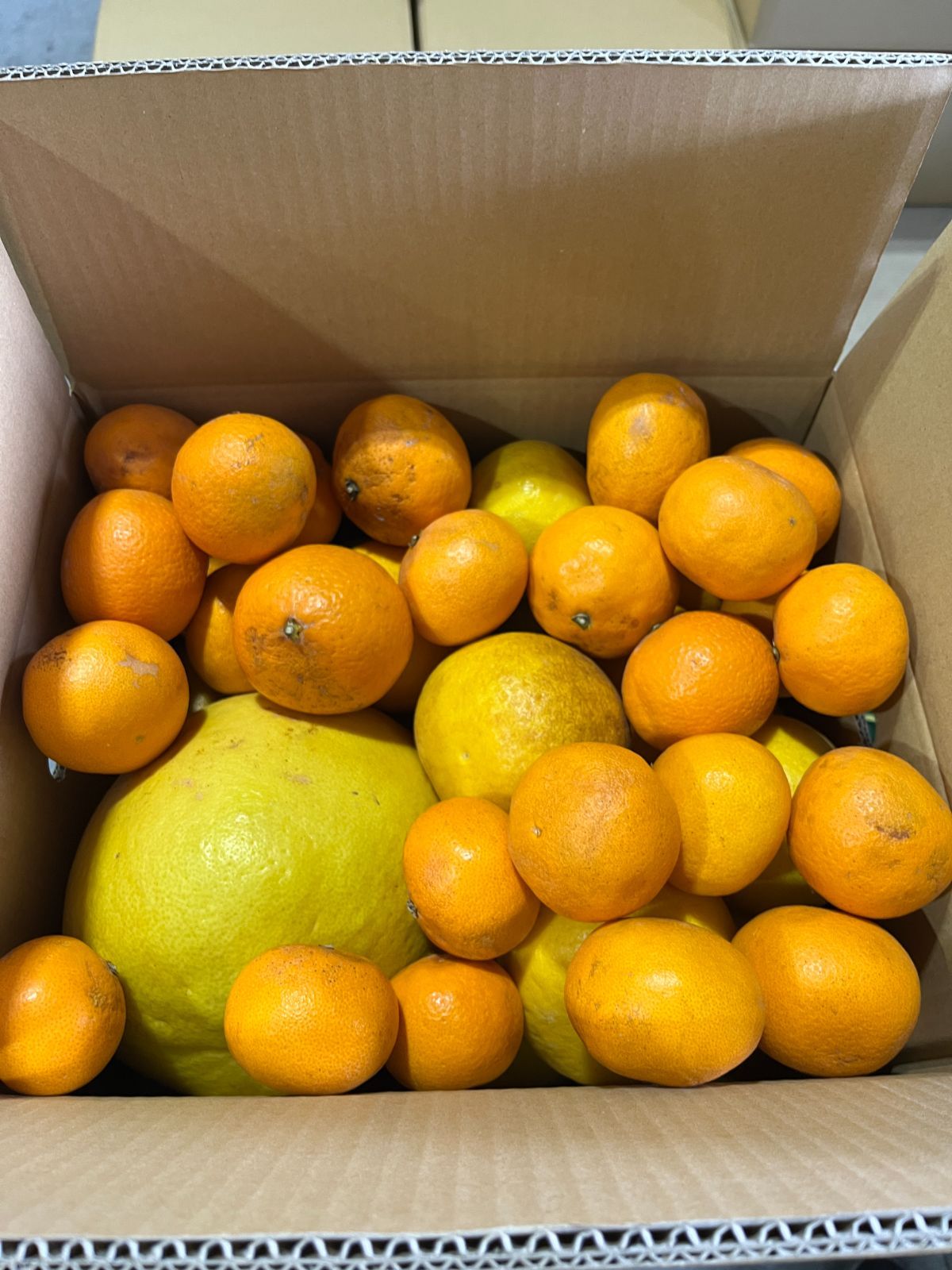 【超お買い得!】旬の柑橘 詰め合わせ 10kg補償有-3
