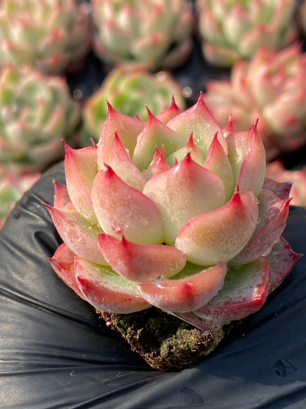 P.MOJA ビカクシダ モジャ 特大株 P.MOJA ビカクシダ モジャ 特大株