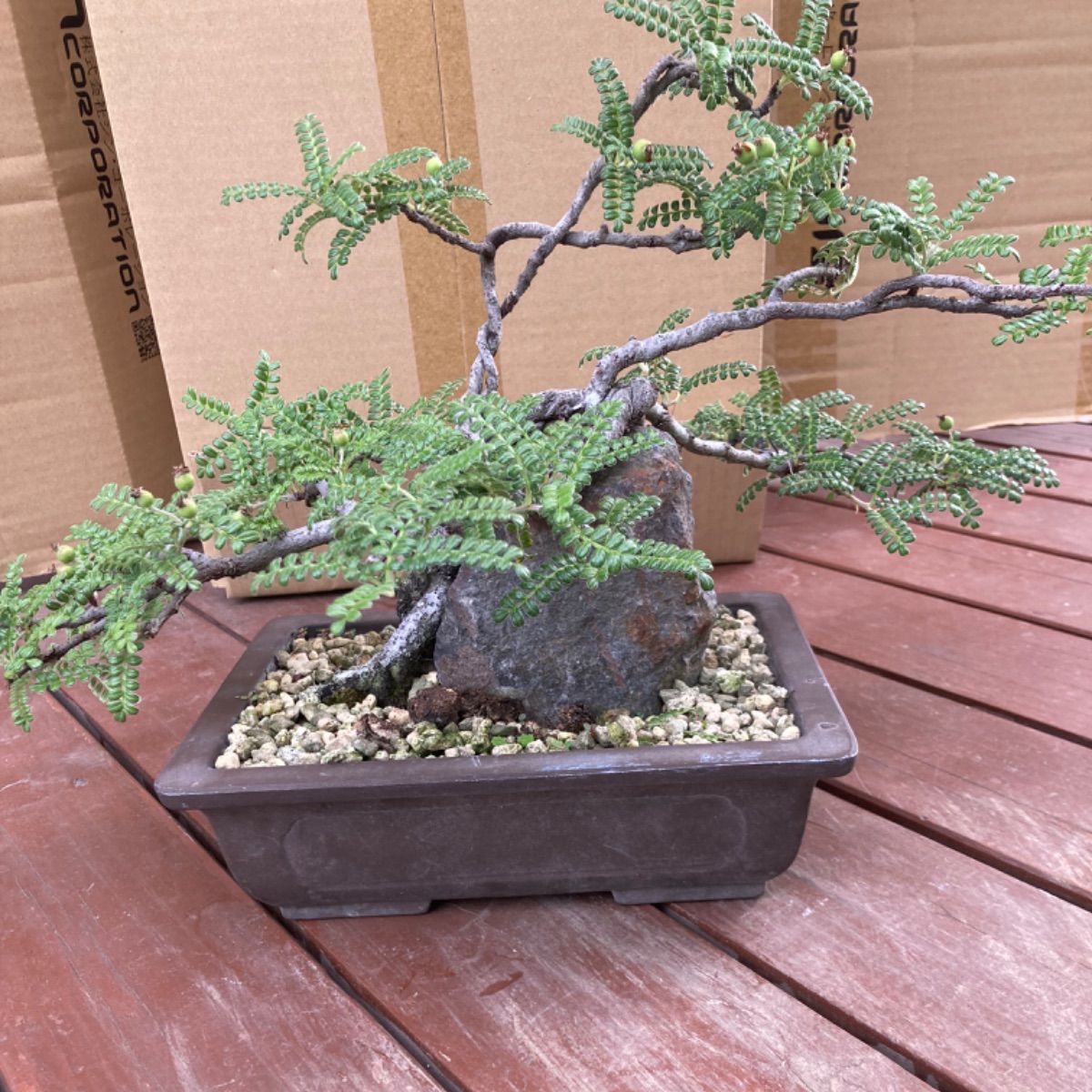 盆栽　磯山椒　テンバイ 盆栽 磯山椒 テンバイ 盆栽 磯山椒 テンバイ 磯山椒 | BONSAI soboku