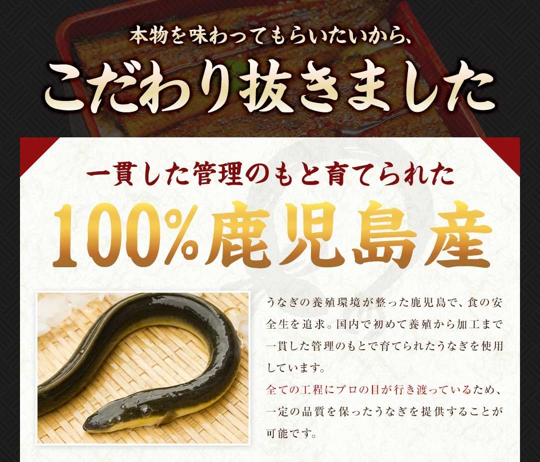 ウナギ 鰻