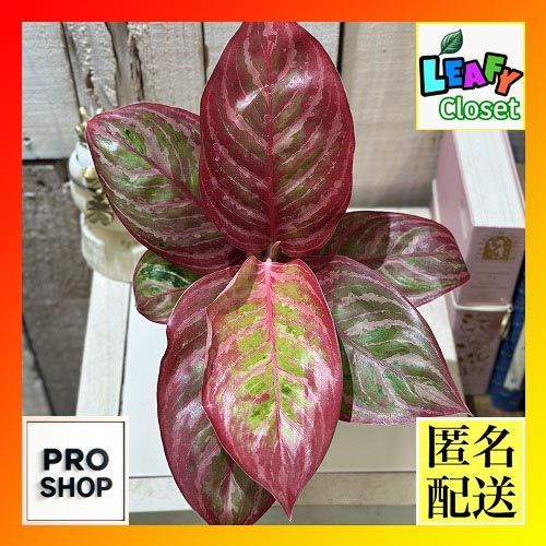 観葉植物 アグラオネマ レッドエメラルドドラゴン 3.5号ポット