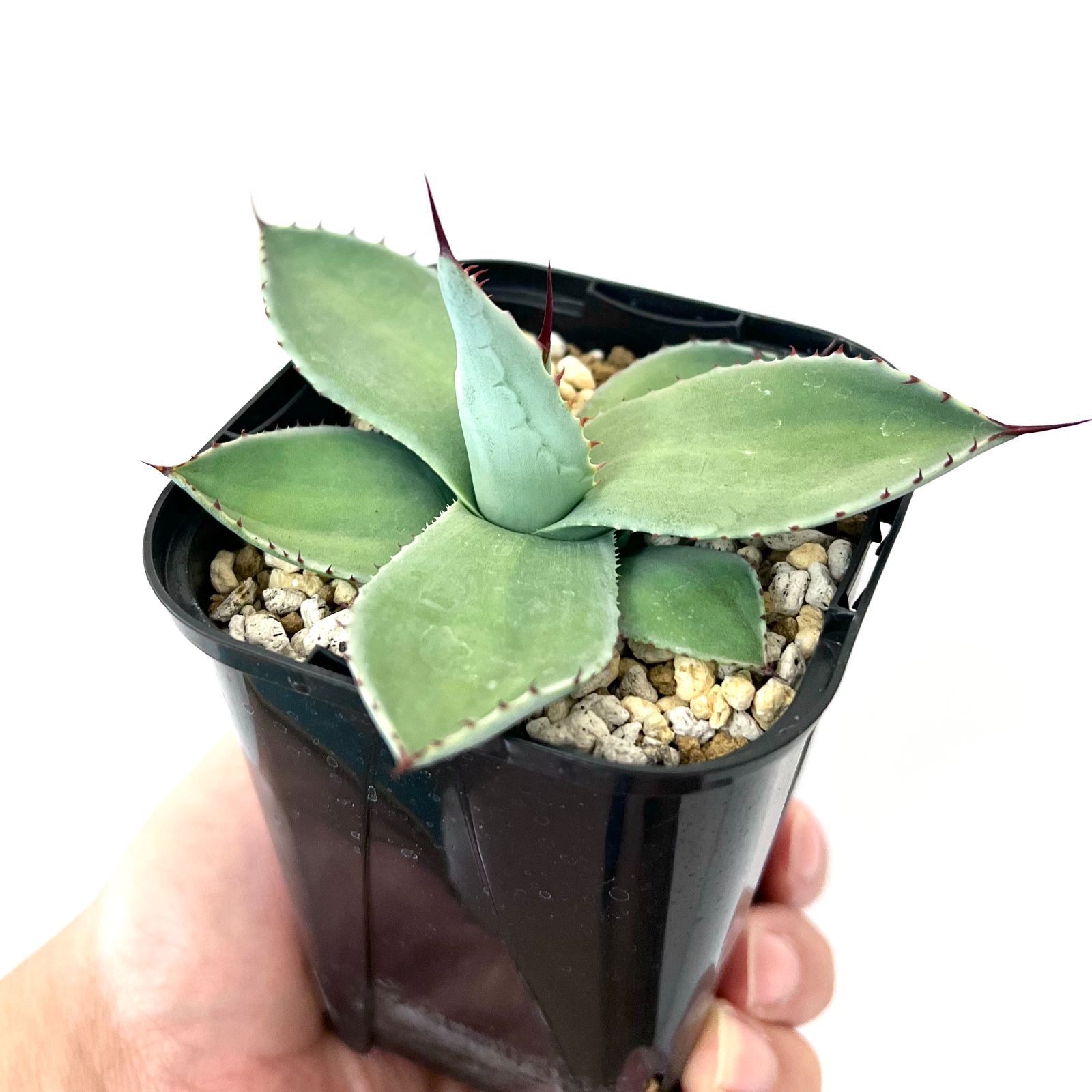 最新コレックション アガベ パリー Agave parryi parryi ssp. 植物