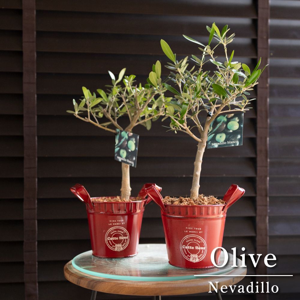 グラキリス 現地球 2頭 塊根植物 黒鉢付き 笠間焼 スリット鉢 スリット