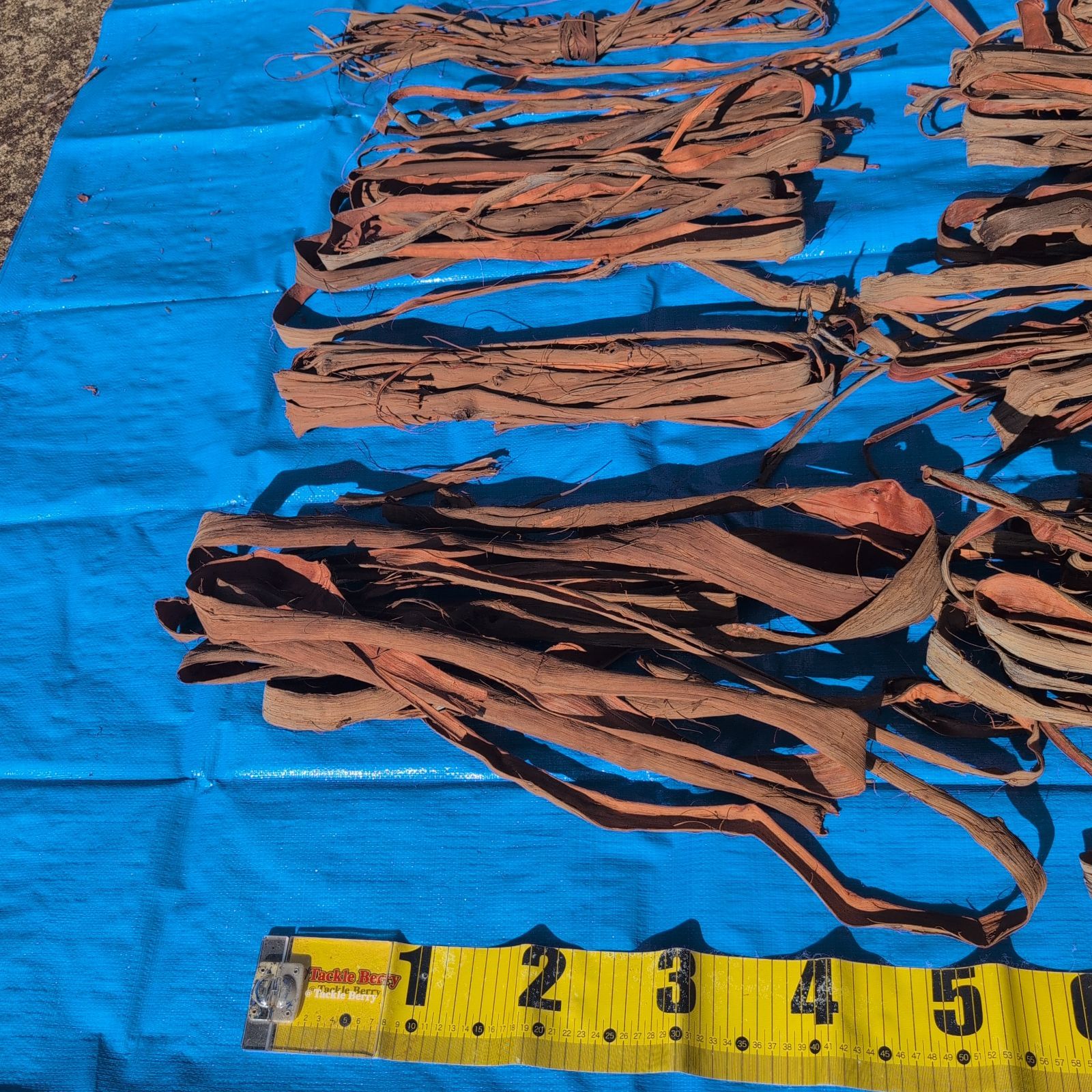 採集状態で保存2.5キロ