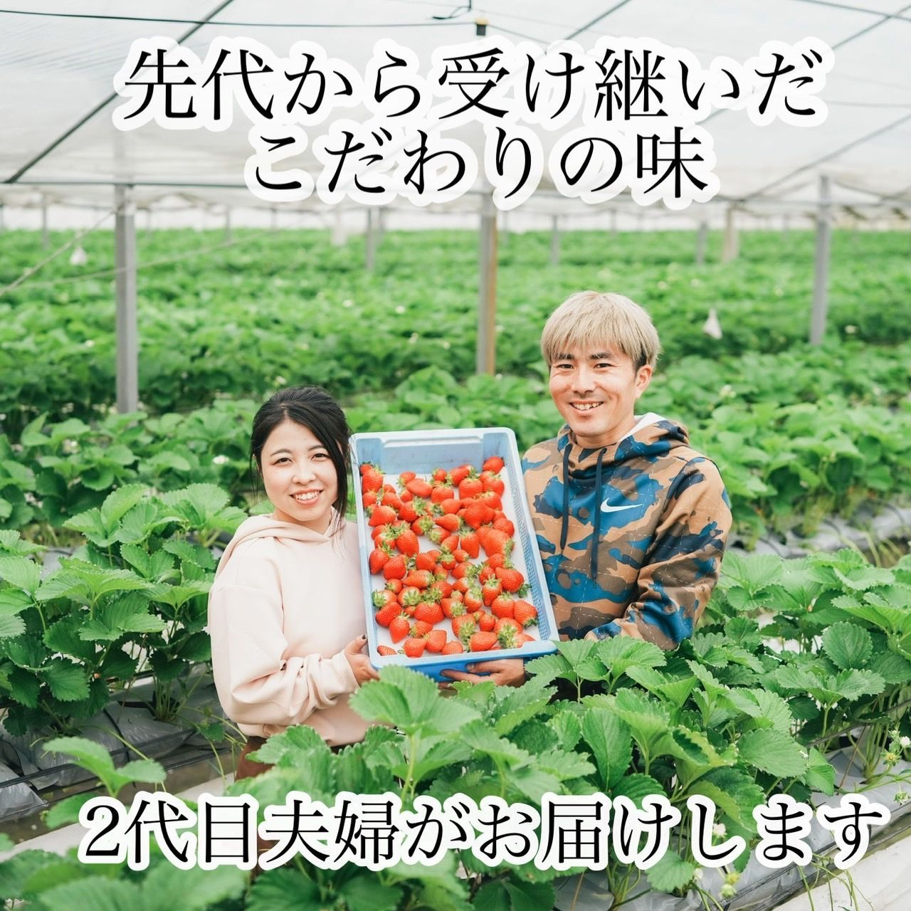 ②箱【複数割】新鮮朝採り！中粒いちご-5
