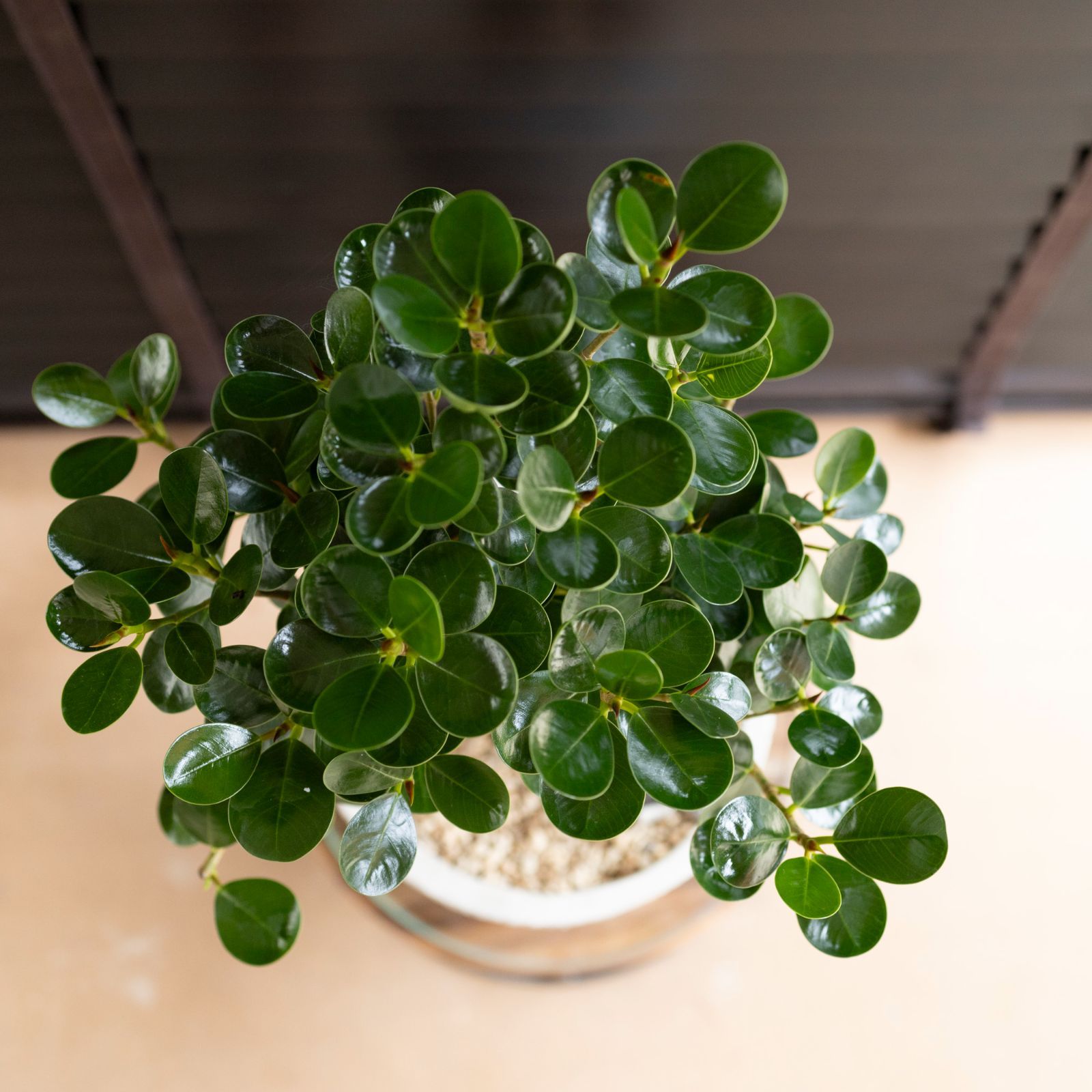 ☆ パンダガジュマル 幹太♪ 8号 93cm♪ 送料無料]ガジュマル：パンダガジュマル 8号鉢植え25-01 の通販