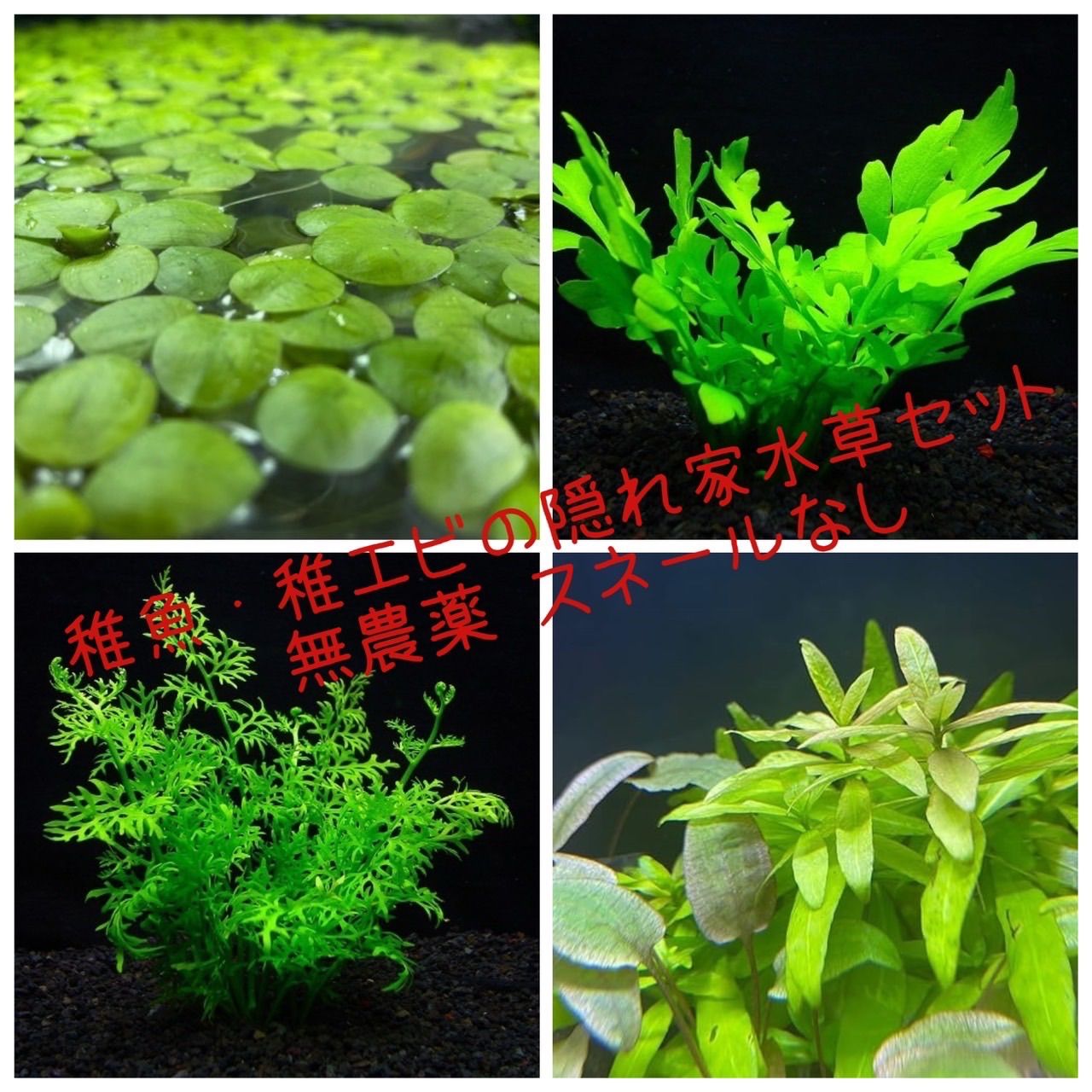 小型水槽用（新品）30ｃｍ×3本 沈下タイプの人工産卵藻 - 水草