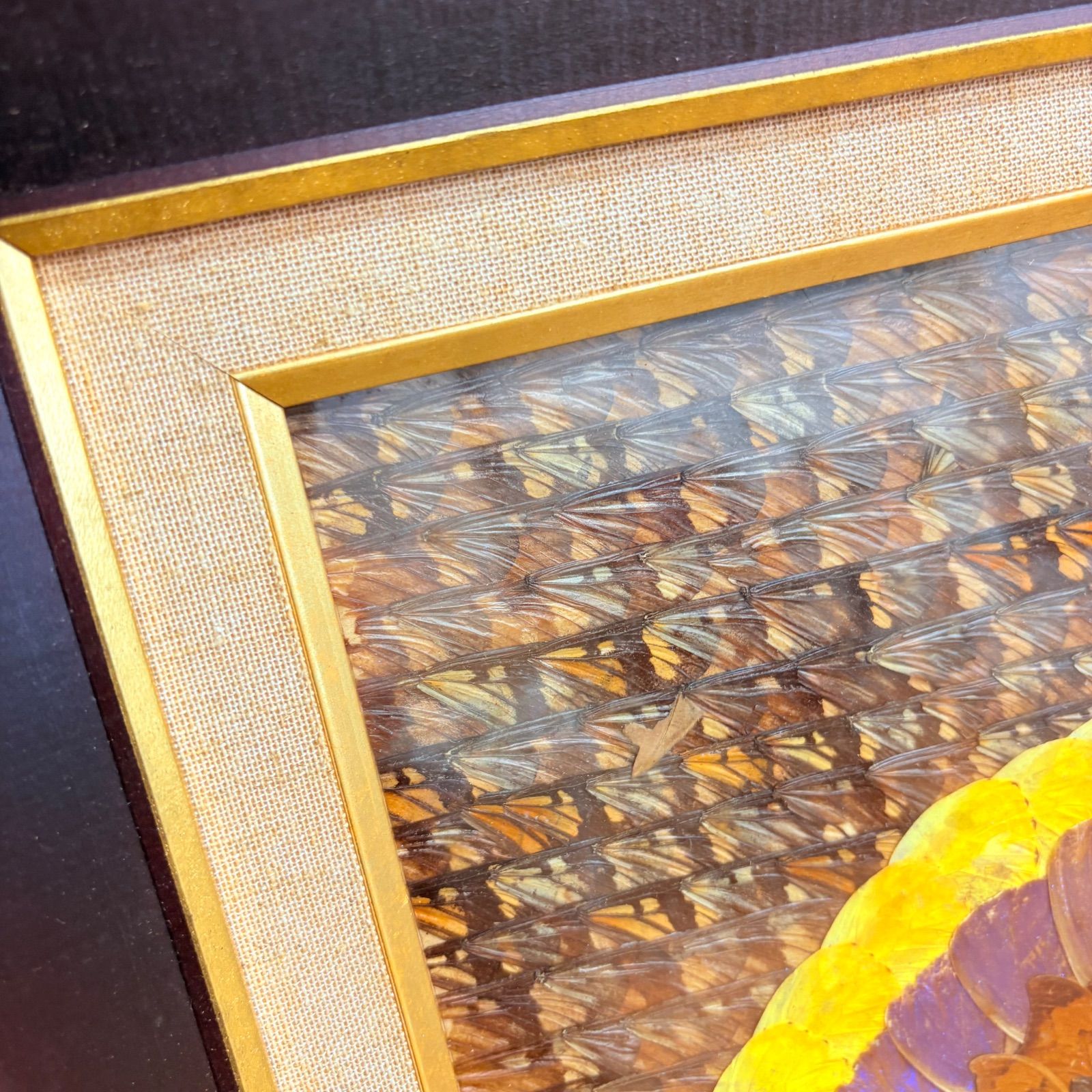 蝶 羽根アート モルフォ蝶 額縁付き 高級インテリア 幻想的ブルー