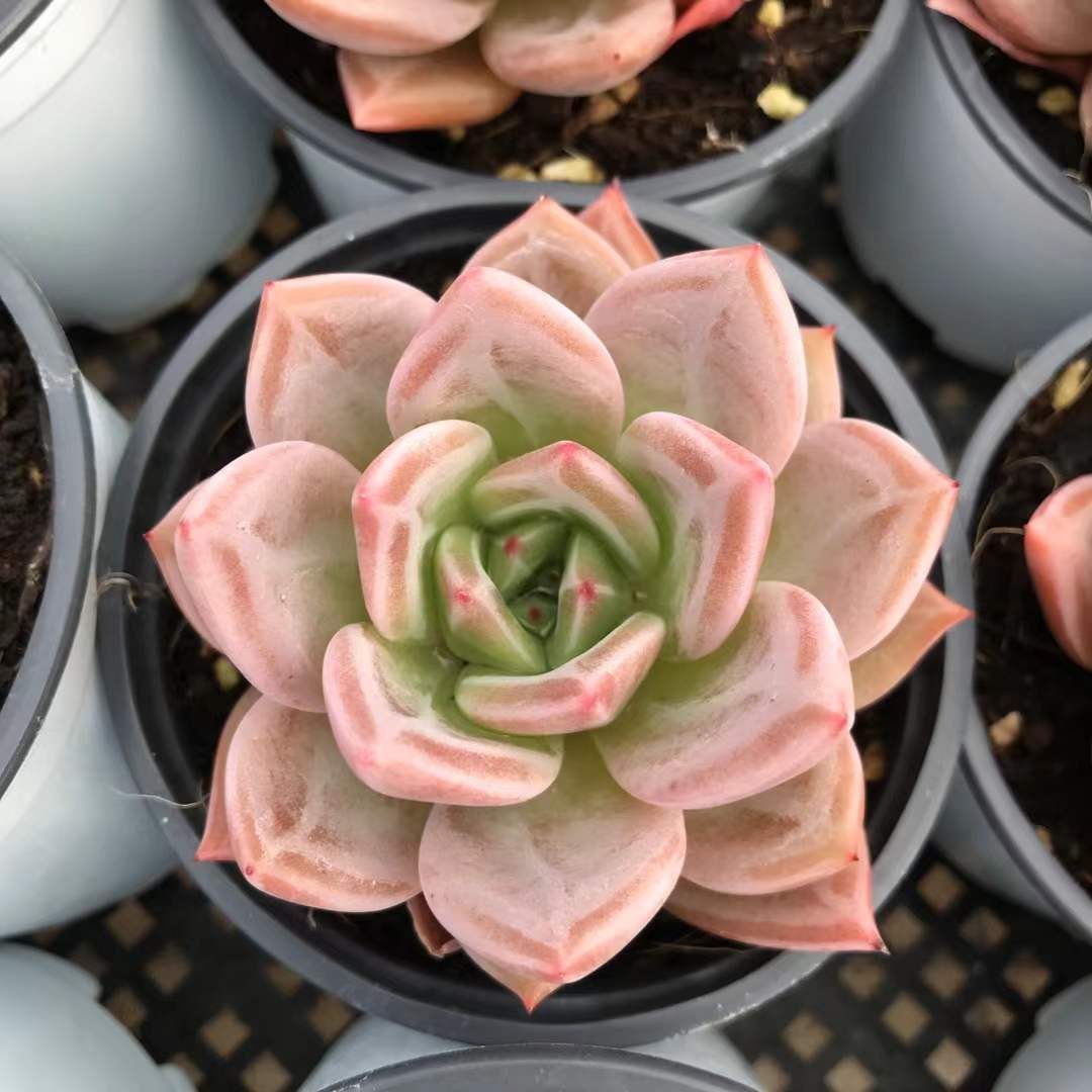 SKL1229×36 ムラサキシャンパン 抜き苗 多肉植物 アエオニウム エケベリア 韓国苗