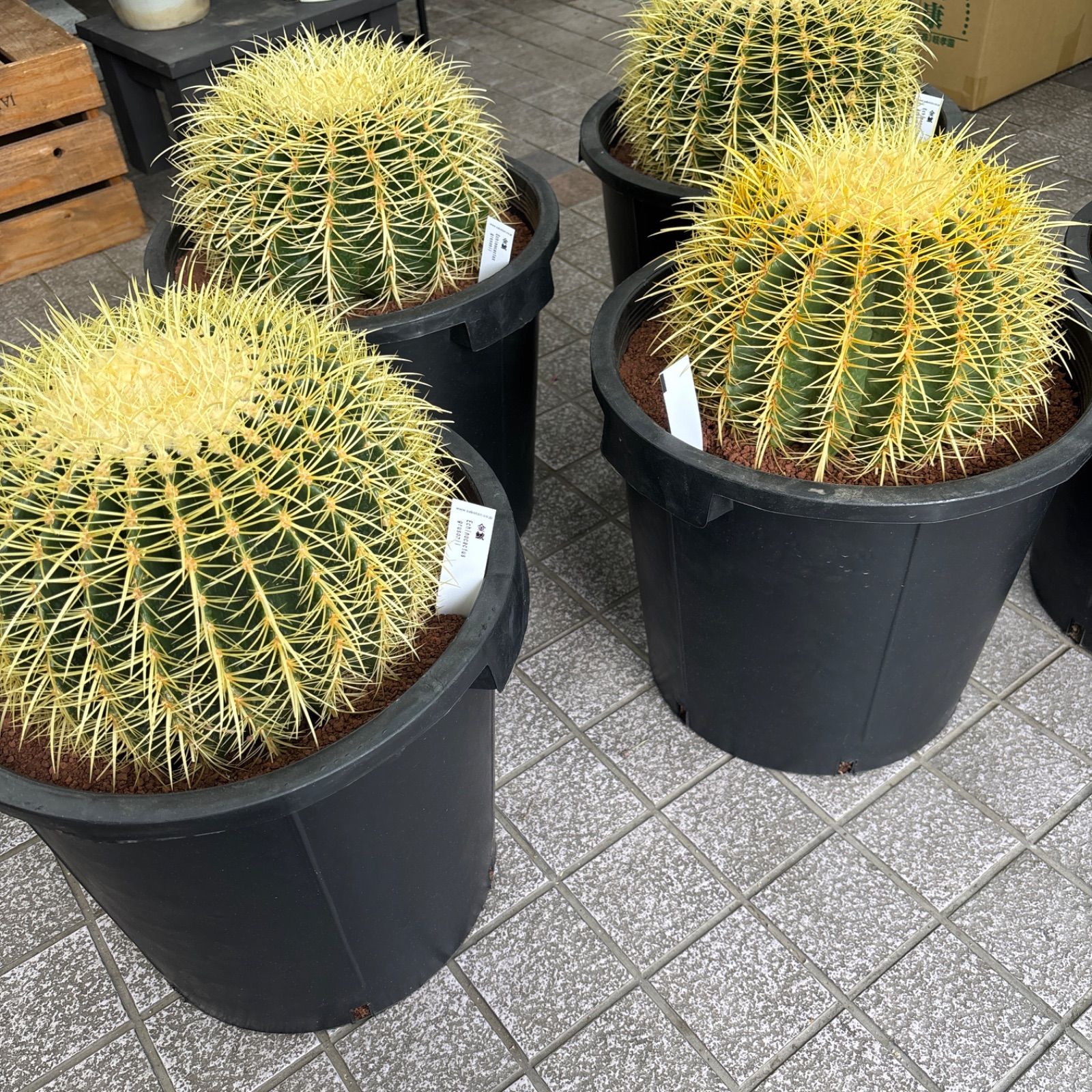 金鯱サボテン キンシャチサボテン