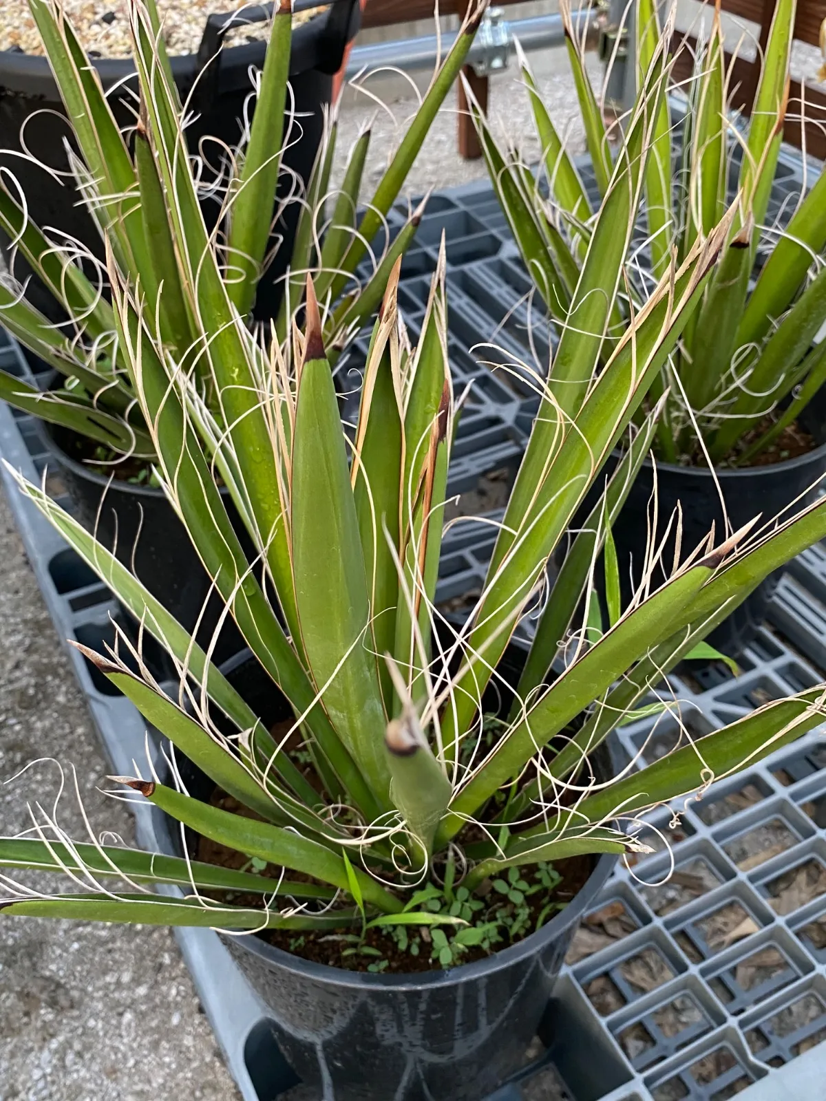 2025年最新】ユッカ カルネロサーナの人気アイテム - メルカリ