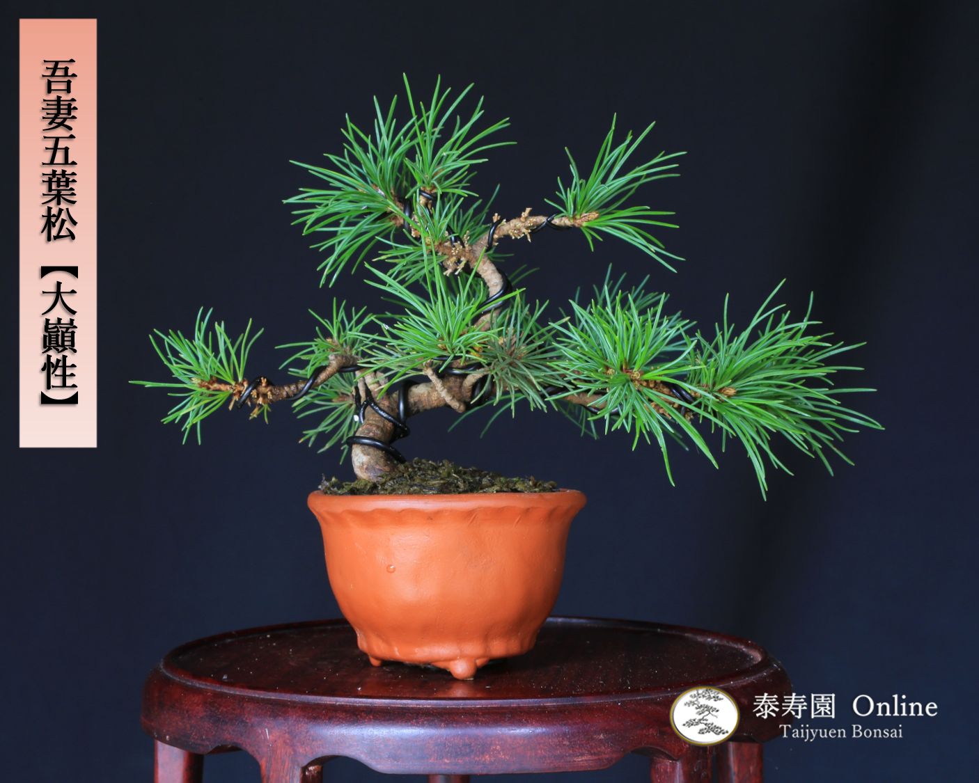 吾妻五葉松 』模様木／樹高15㎝／実生／将来性抜群／小品盆栽／五葉松 