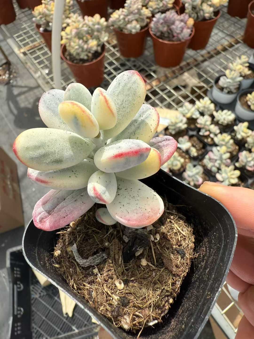 新入荷 ピンポン錦 WBLHF2103×54鉢 抜き苗 多肉植物