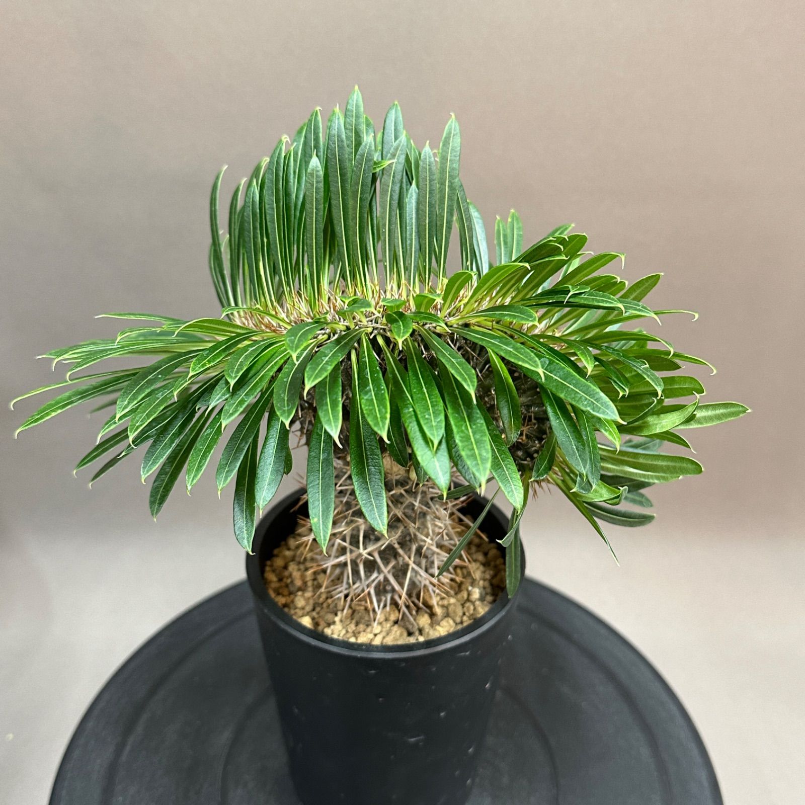 Pachypodium lamerei パキポディウム ラメリー 綴化 接木 Maceta 植 