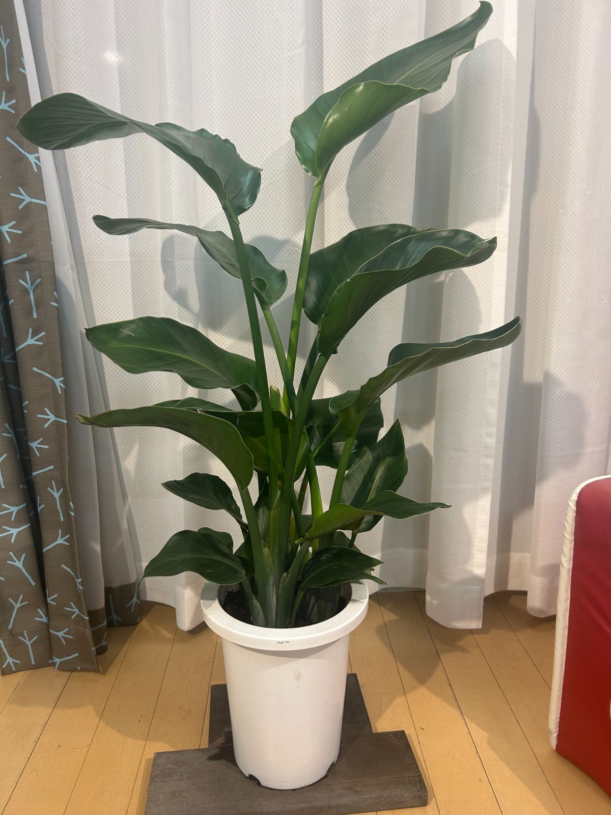 通販 観葉植物 オーガスタ 観葉植物 オーガスタ大きなハート型の葉
