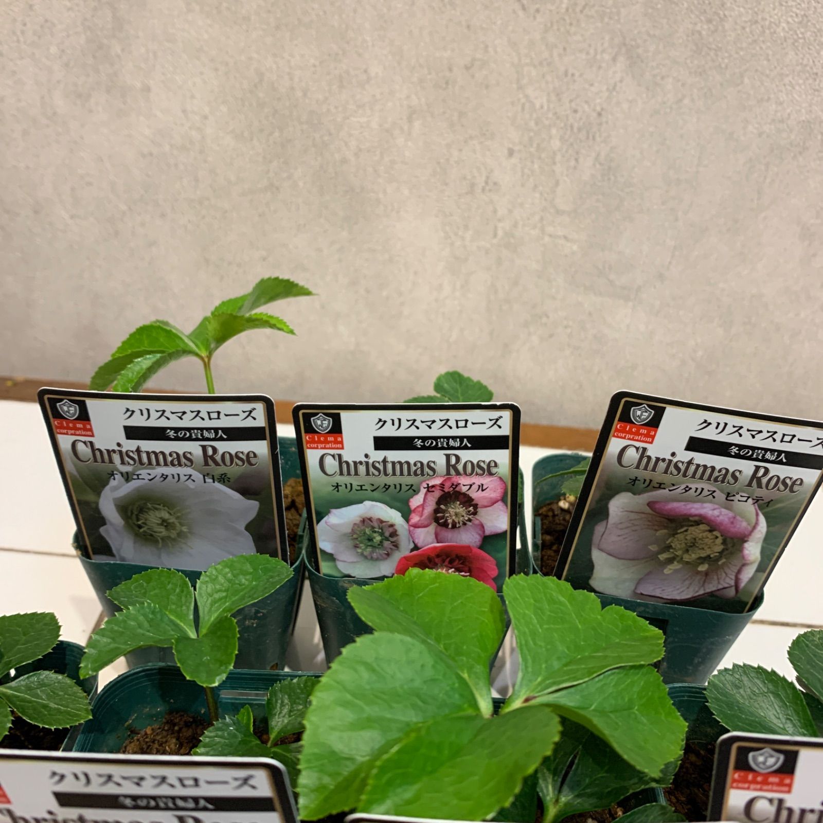 7種類セット❗️クリスマスローズオリエンタリス❤️冬の貴婦人 2.5号