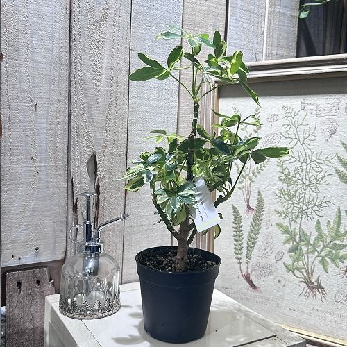 観葉植物 シェフレラ ソフィア(斑入り) 3.5号(個体おまかせ1鉢