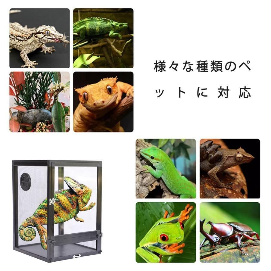 爬虫類 カメレオン