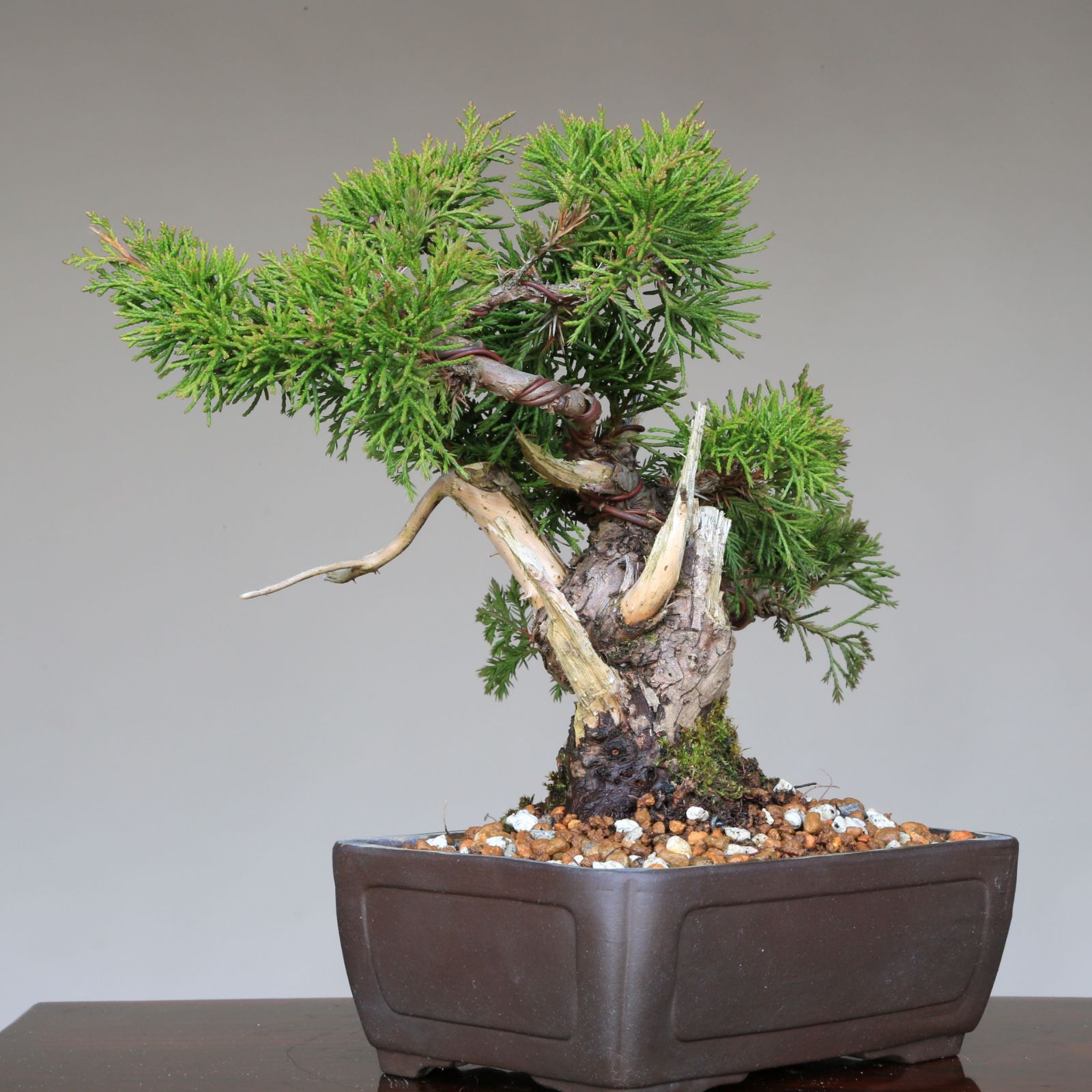 真柏 小品盆栽 期間限定 （スーパーセール期間限定 小品盆栽素材