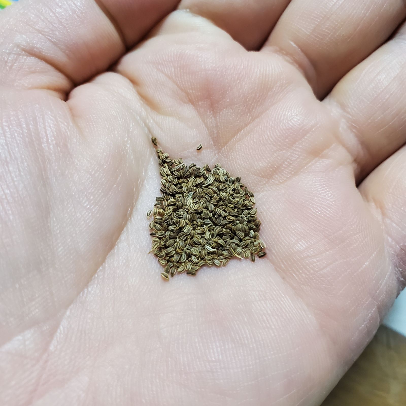 セロリの種(D'Elne celery・固定種) - メルカリ