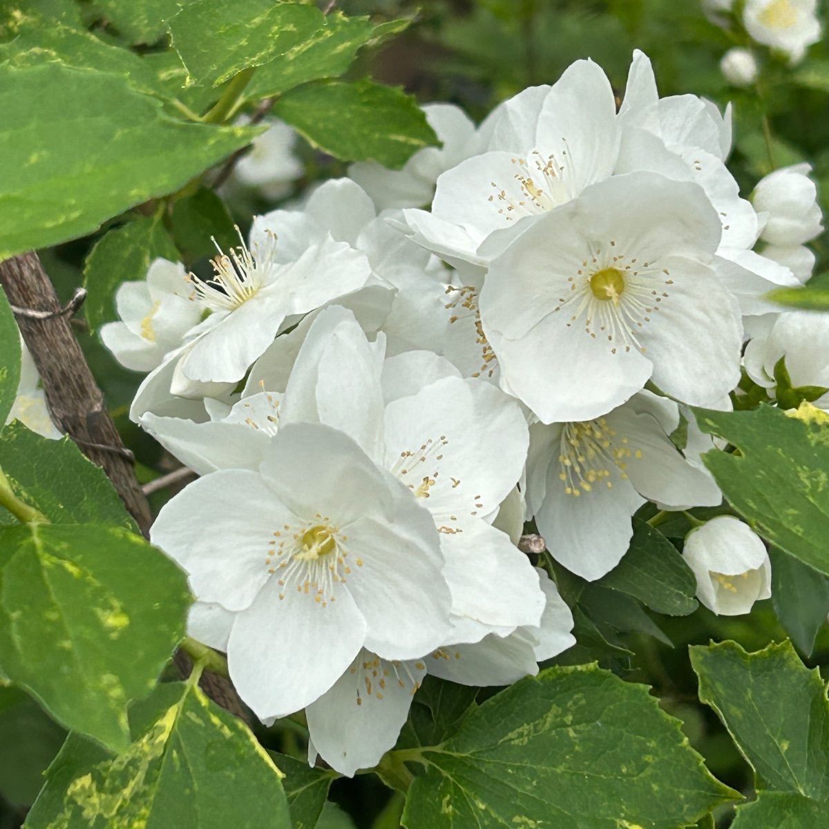 雲龍梅 古木 白花 7号ポットつき 古株❗ ① 雲龍梅 古木 白花 7号