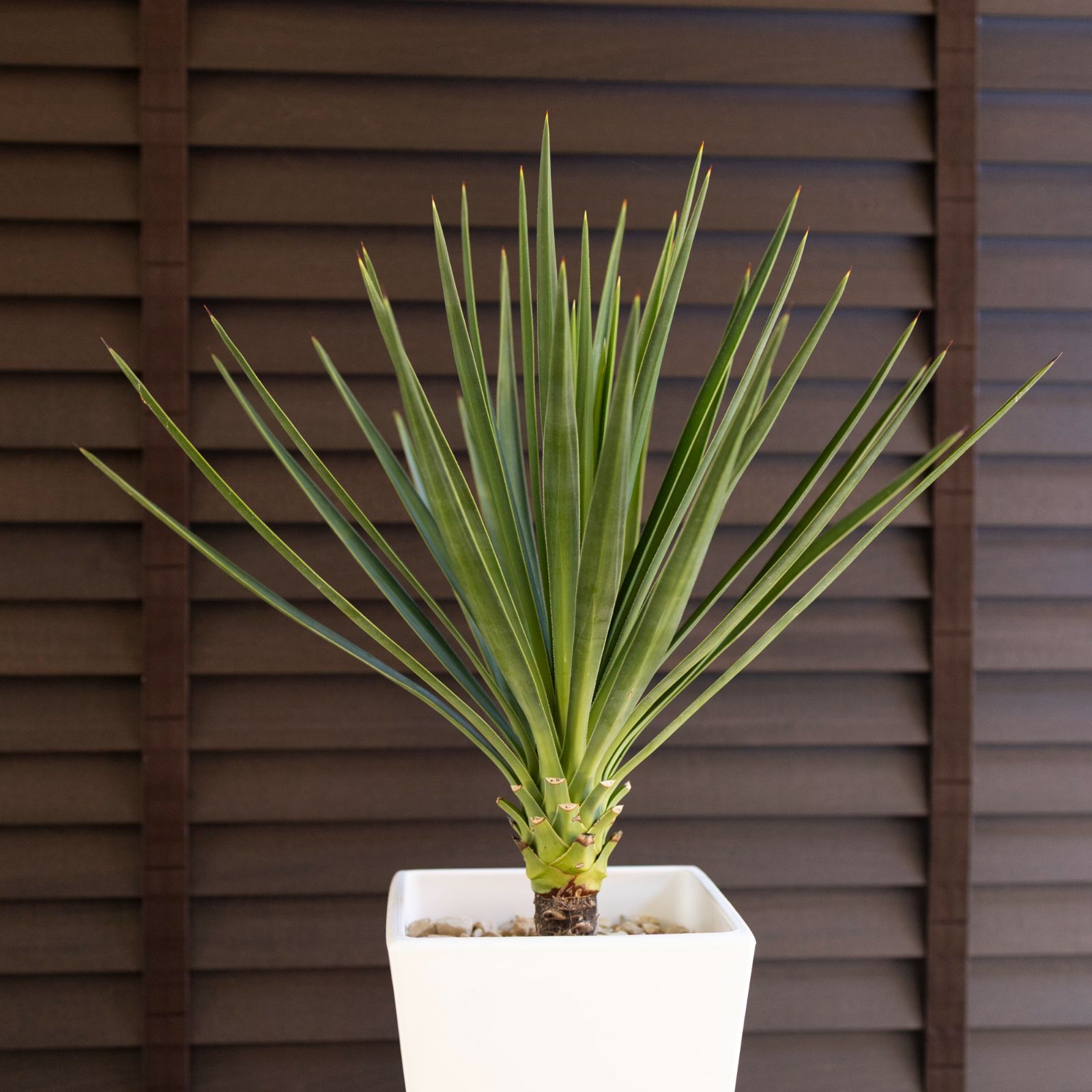 引き取り限定 ユッカ アロイフォリア Yucca ドライガーデン 千寿蘭