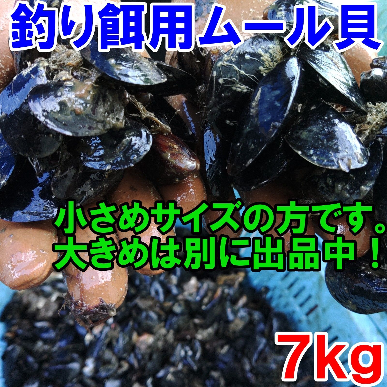 平日15時まで即日発送可能】小さめサイズ 送料無料 釣り餌に☆「ムラサキイガイ☆小さめ☆７ｋｇ」 冷凍品イガイ カラス貝 ムール貝 釣りエサクロダイ  黒鯛 チヌ 石鯛【100】 - メルカリ