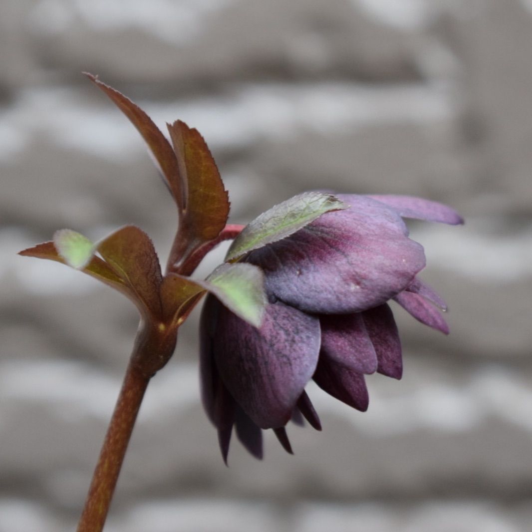 クリスマスローズ 開花株 DD小輪ブラック 【公式通販】