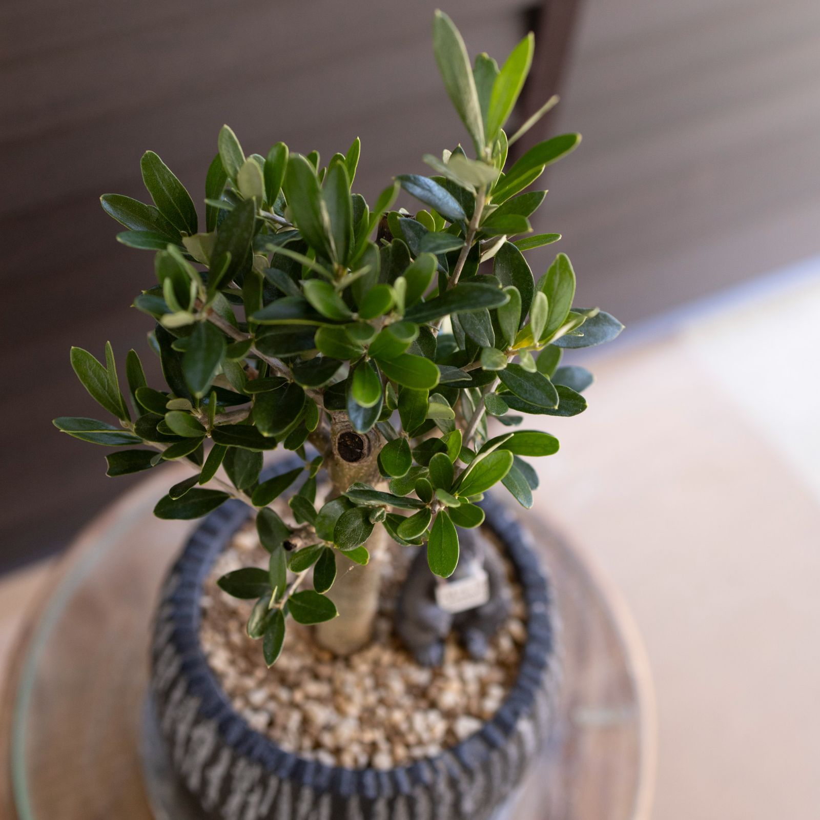 ☆OLIVE☆　オリーブ　シプレッシーノ　幹太仕立て　5号　信楽焼き鉢植え込み Olive オリーブの木 Cipressino シプレッシーノ 5号 盆栽
