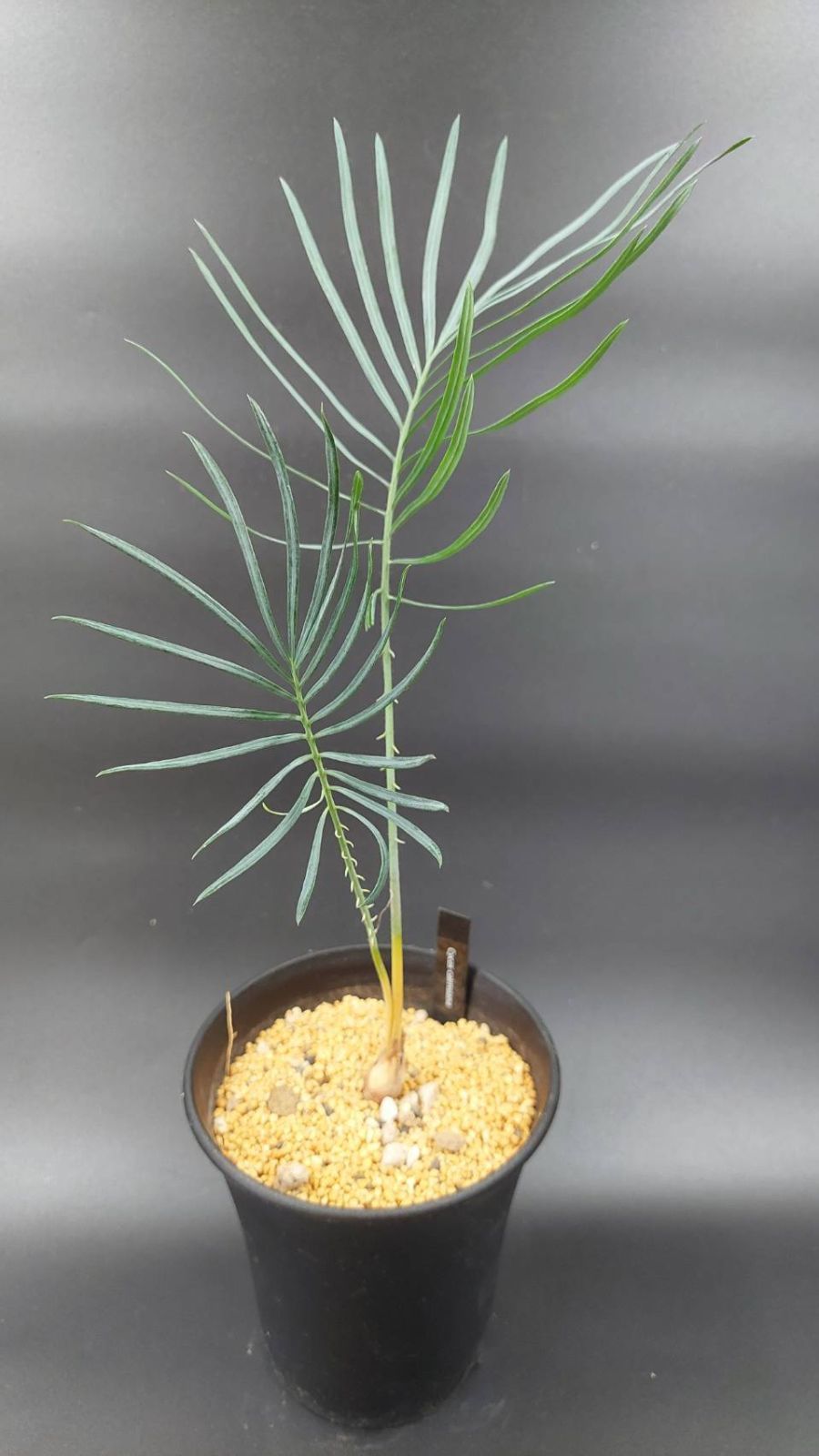 ブルーソテツ　サイカス　カイルンシアナ　① メルカリ便 ブルーソテツ サイカス カイルンシアナ ① メルカリ便 - メルカリ