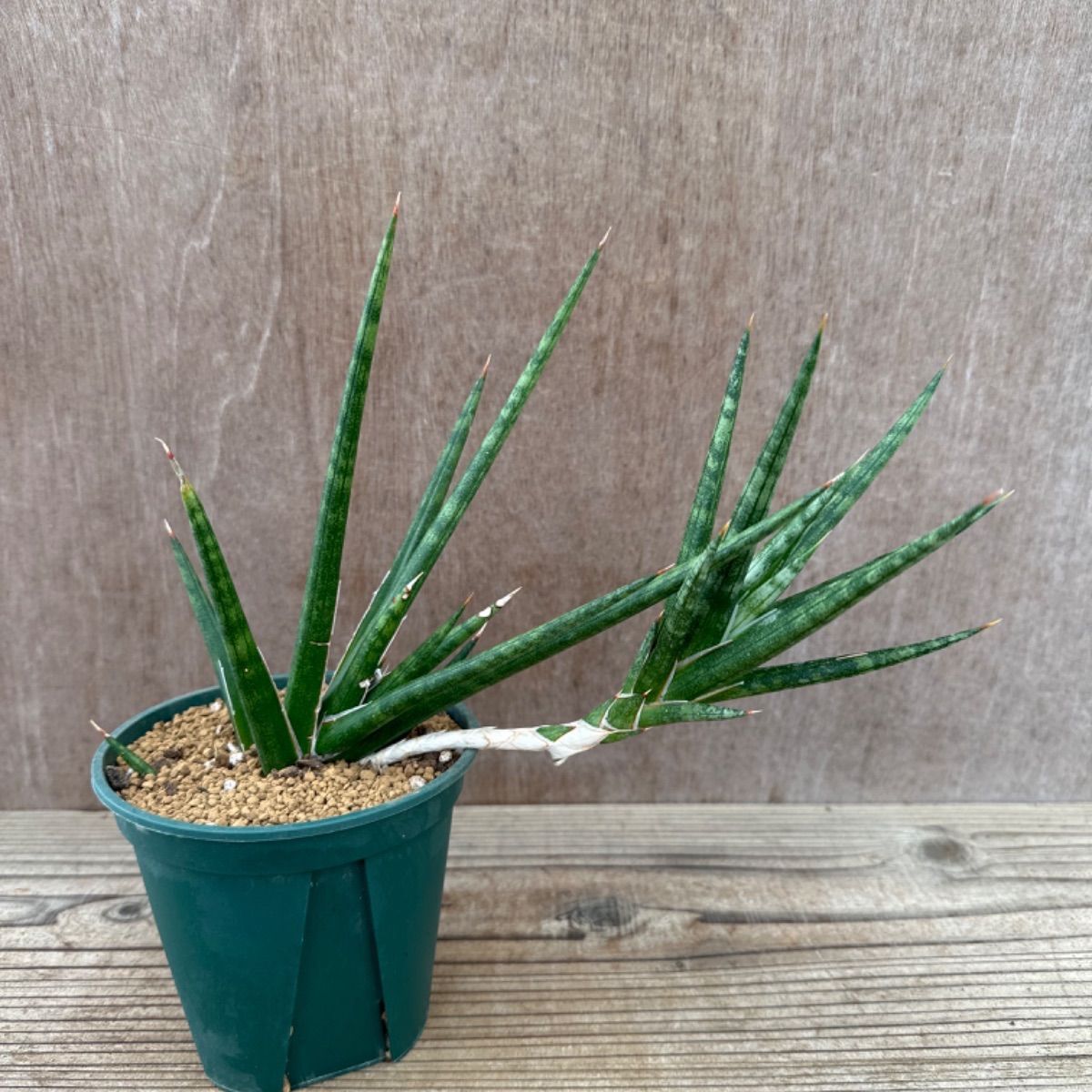 サンセベリア フランシシー② Sansevieria francisii サンスベリア フランシー 現品 観葉植物 観葉 植物 珍奇植物 珍奇 珍しい  レア 希少 インテリア プレゼント おしゃれ かわいい ミニ 小さい おうち時間 グリーン アートプランツ - メルカリ