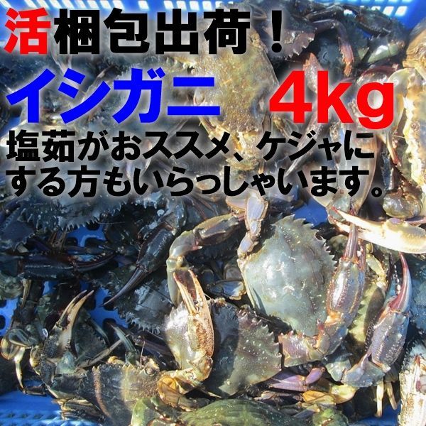 生出荷！カニ汁用！石蟹小サイズ２kg」 活状態での梱包 松島牡蠣 ...