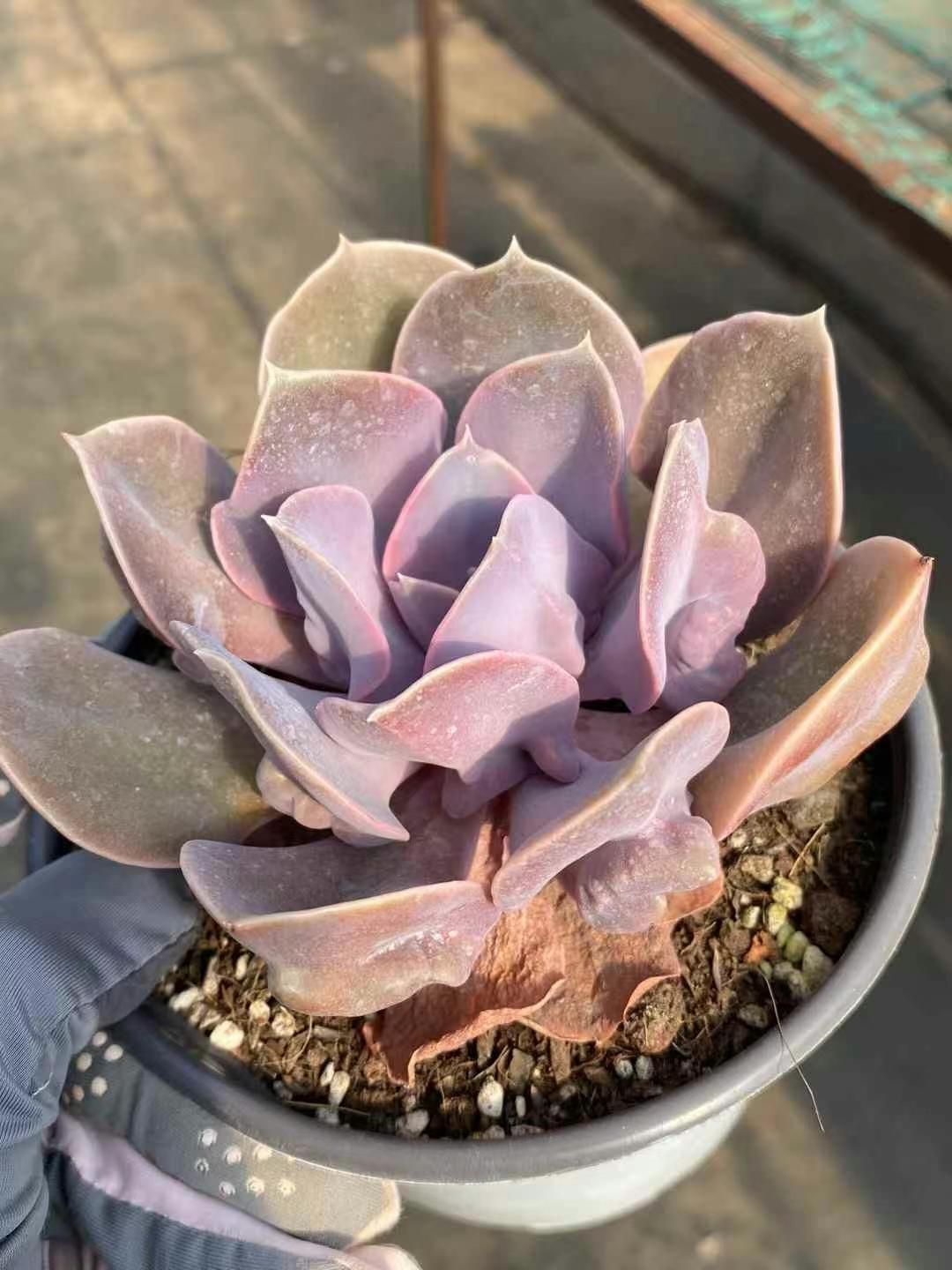 札付・メル便：パルクさん苗 セット ① エケベリア ストア 多肉植物