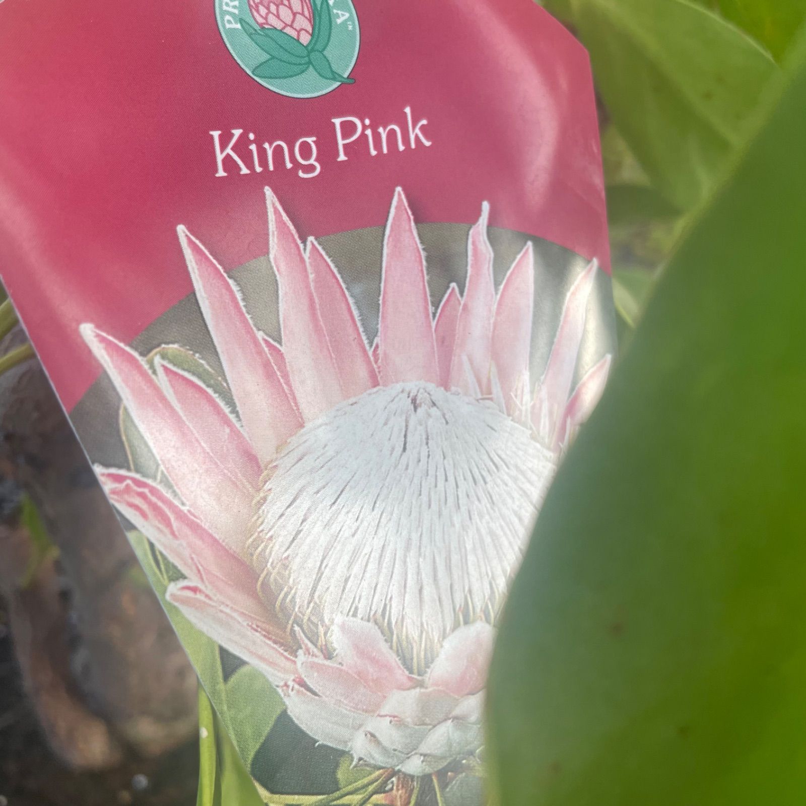 プロテア キングピンク オージープランツ STEELWINDOWSANDDOORS_COM